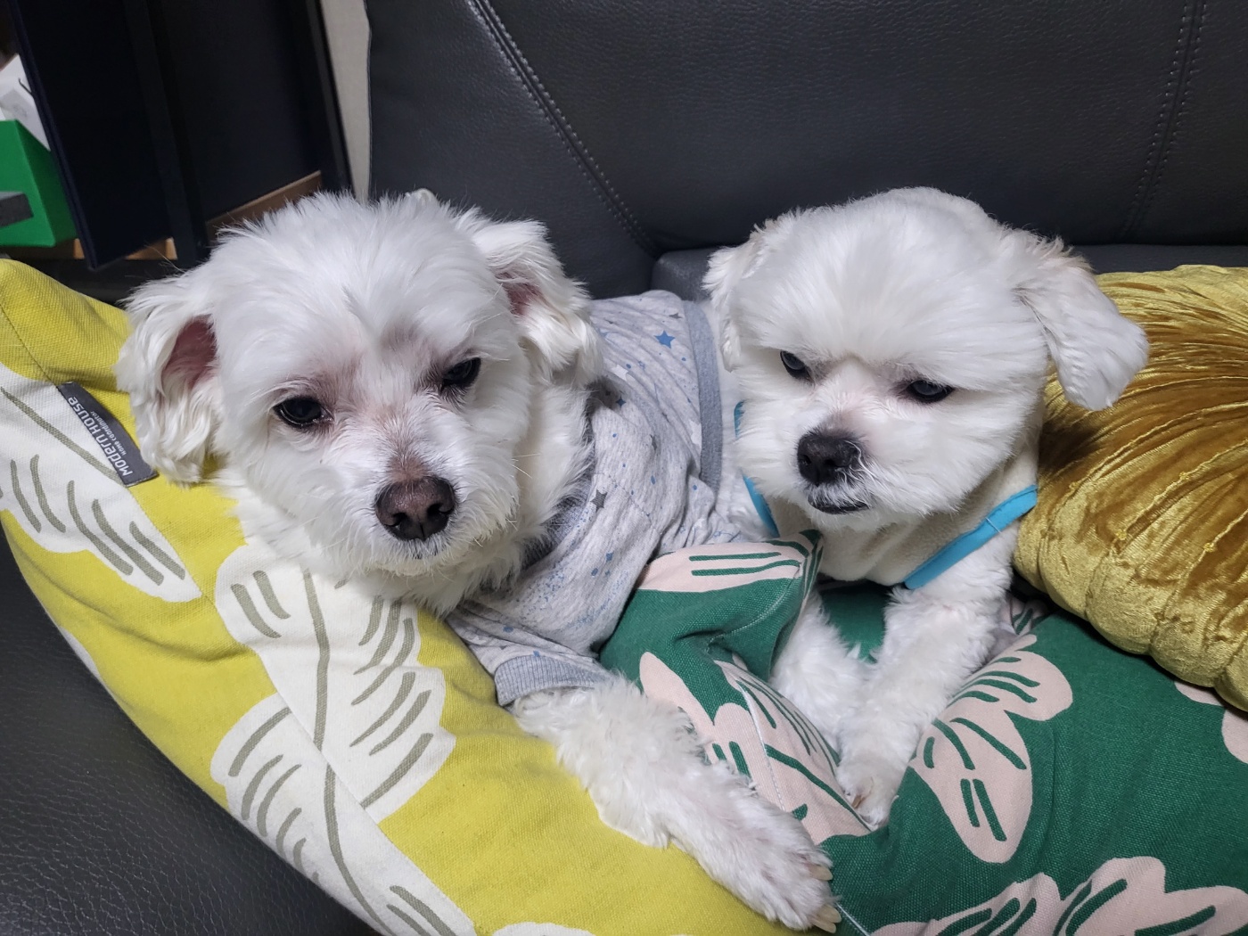 썬(포치)두번째겨울