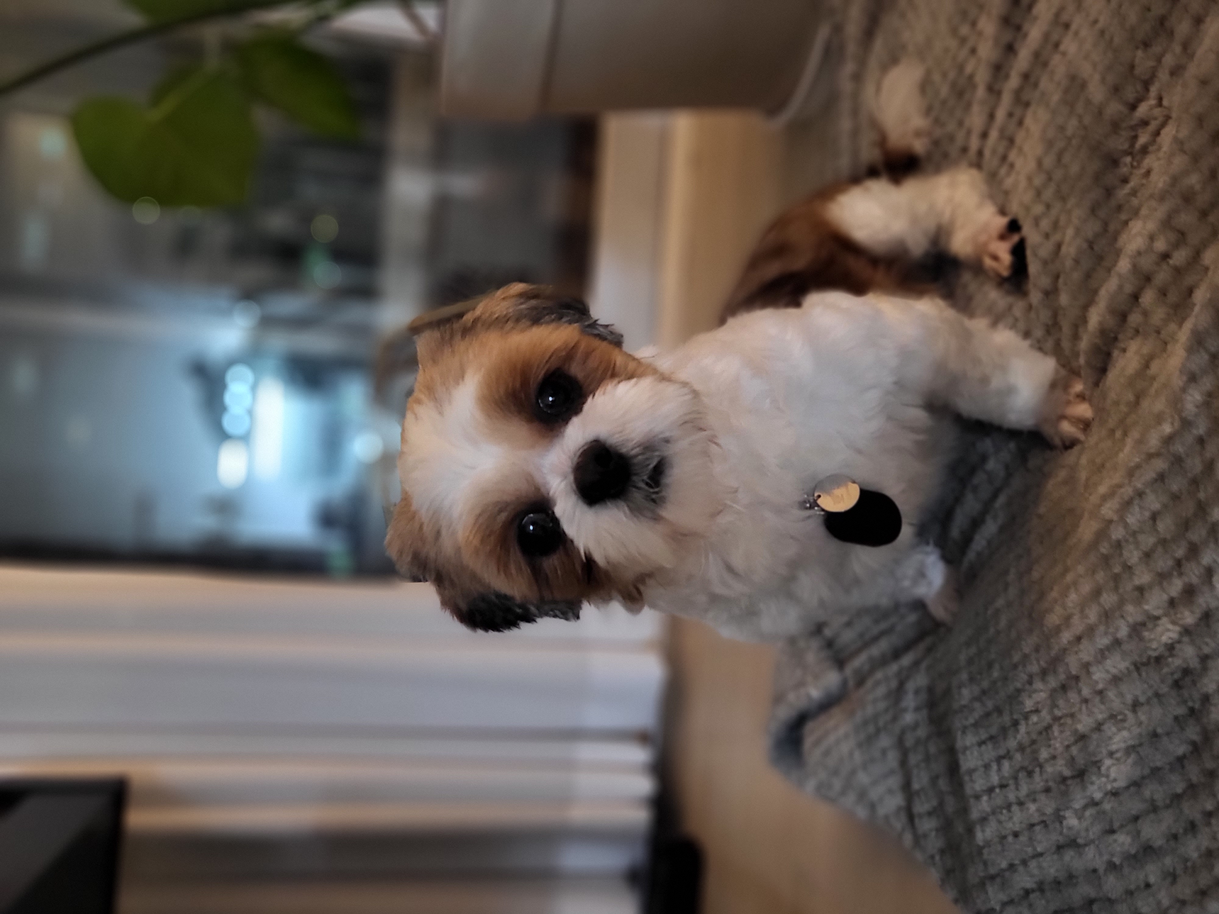 용용이(호두) 임보 일주일