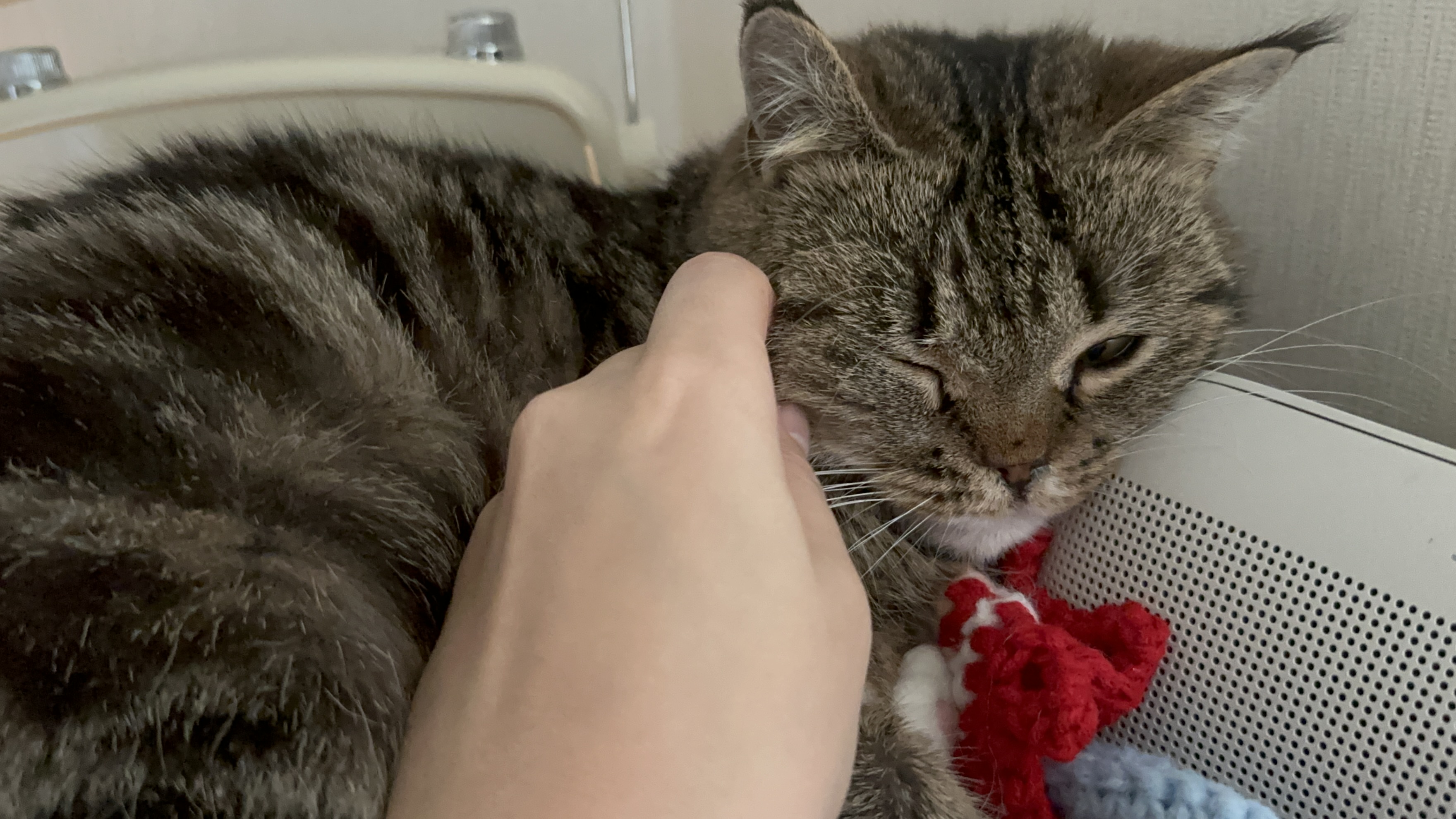 세젤귀 요미(구.아슬) 3개월 후기