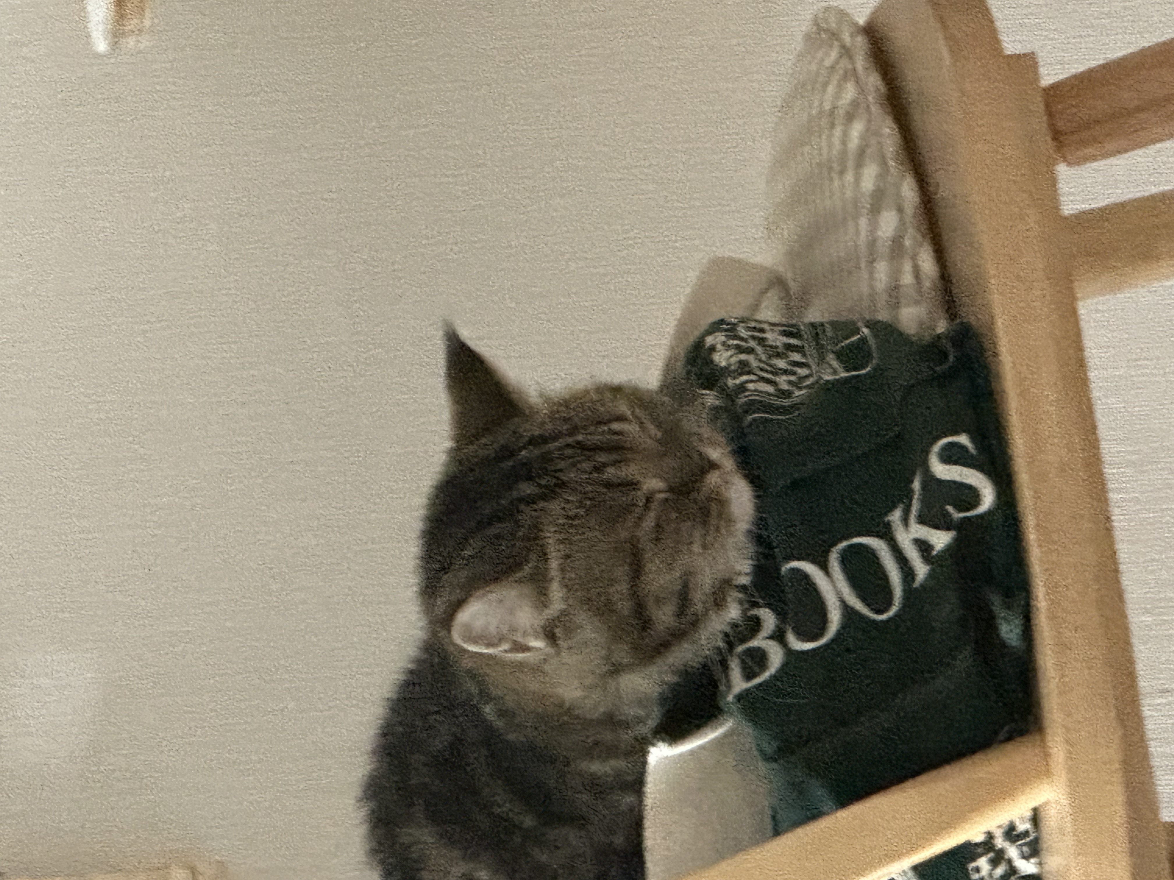 세젤귀 요미(구.아슬) 3개월 후기