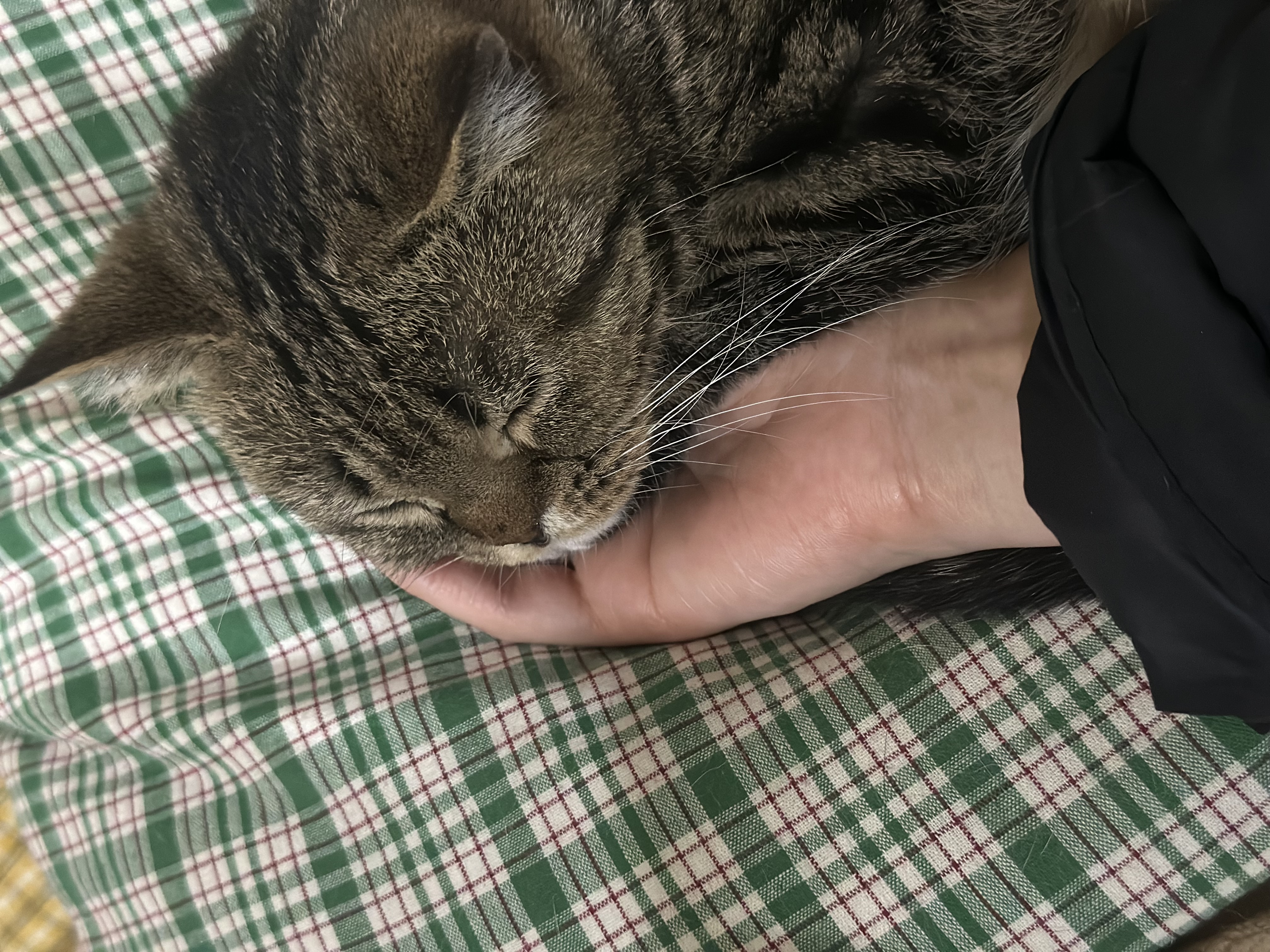 세젤귀 요미(구.아슬) 3개월 후기