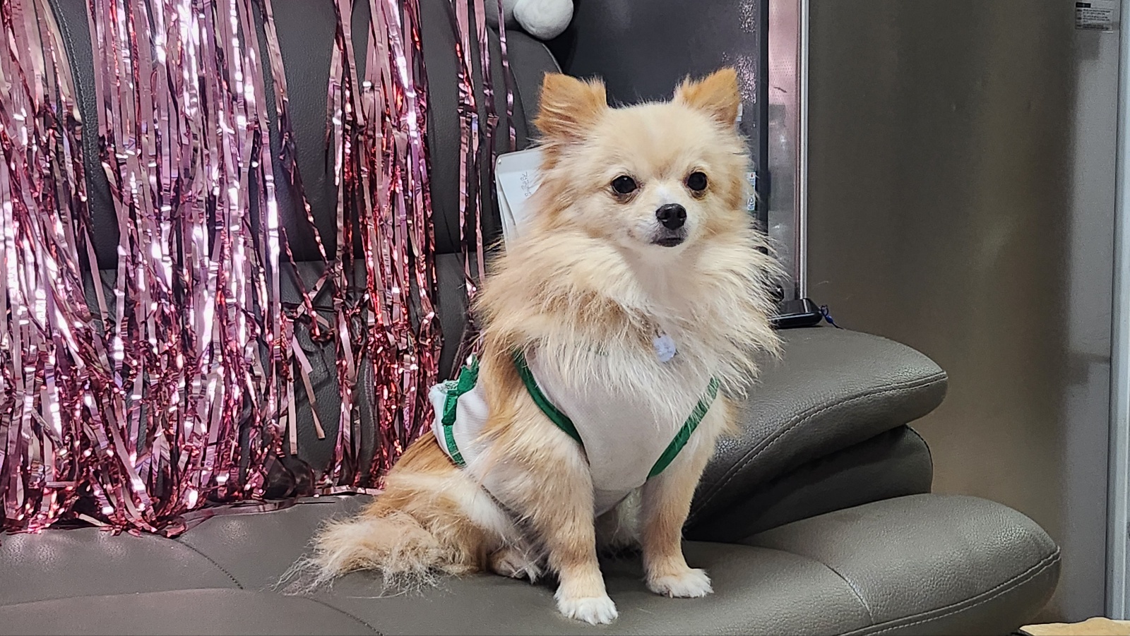 율무 호두가 새해인사 하러 왔어요...