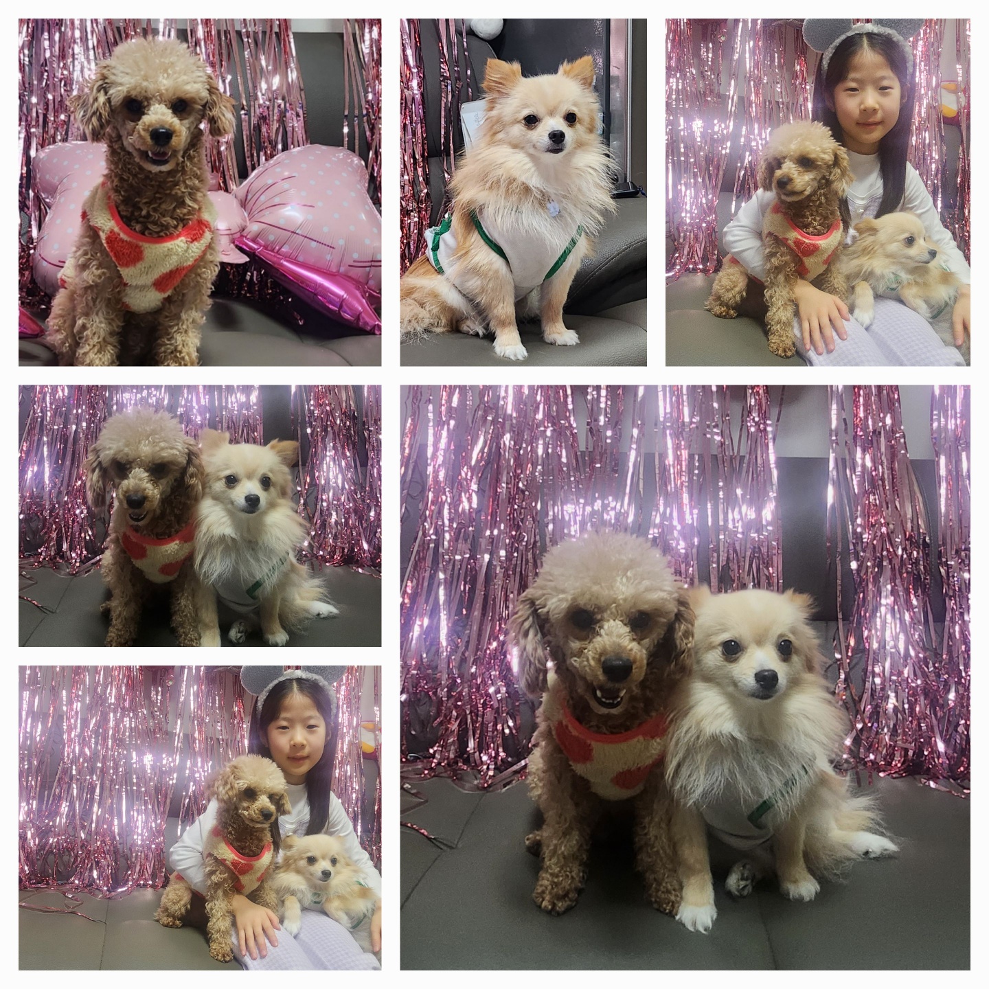 율무 호두가 새해인사 하러 왔어요...