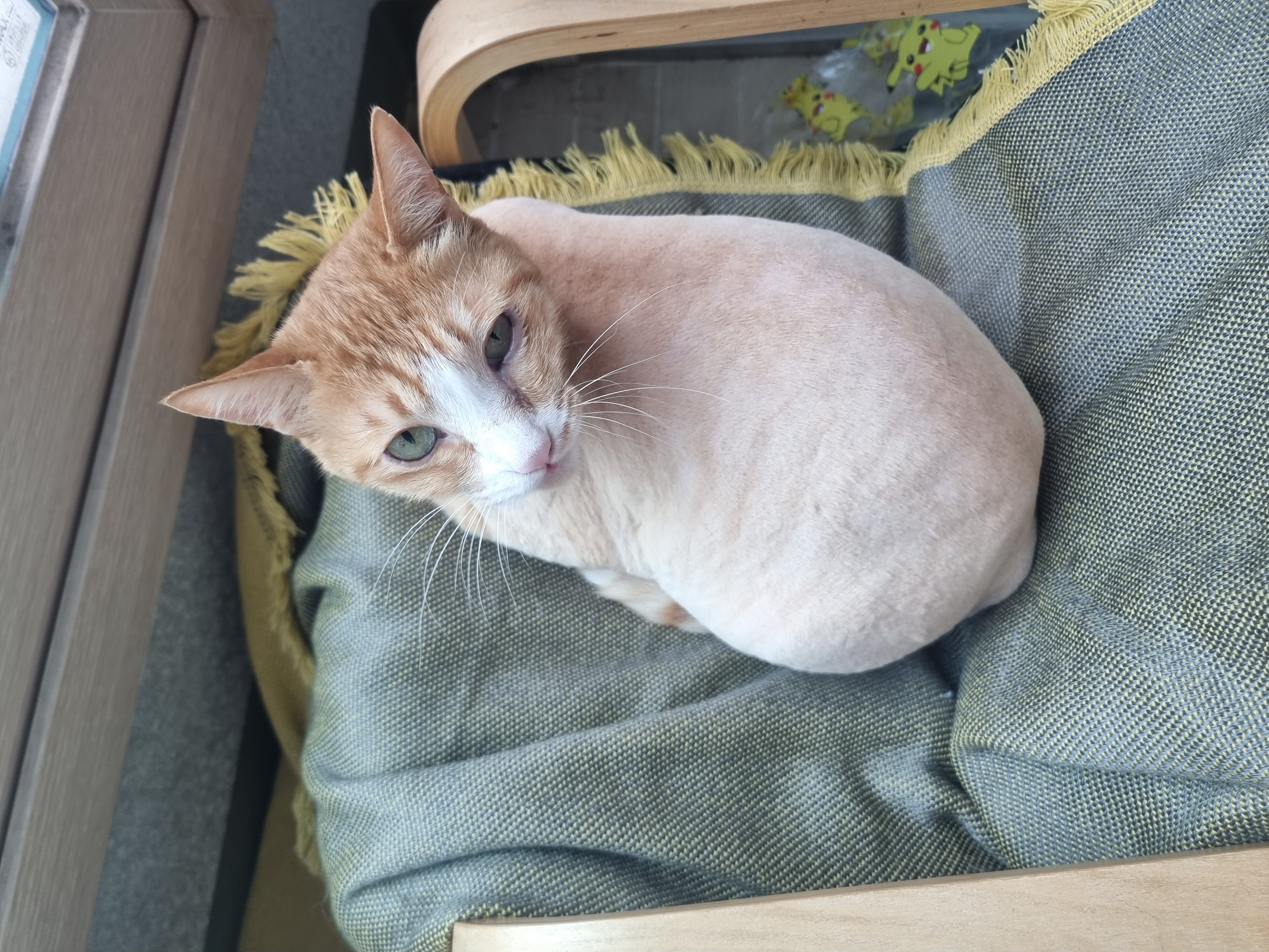 미피,허니에게 더 가족이 생겼어요