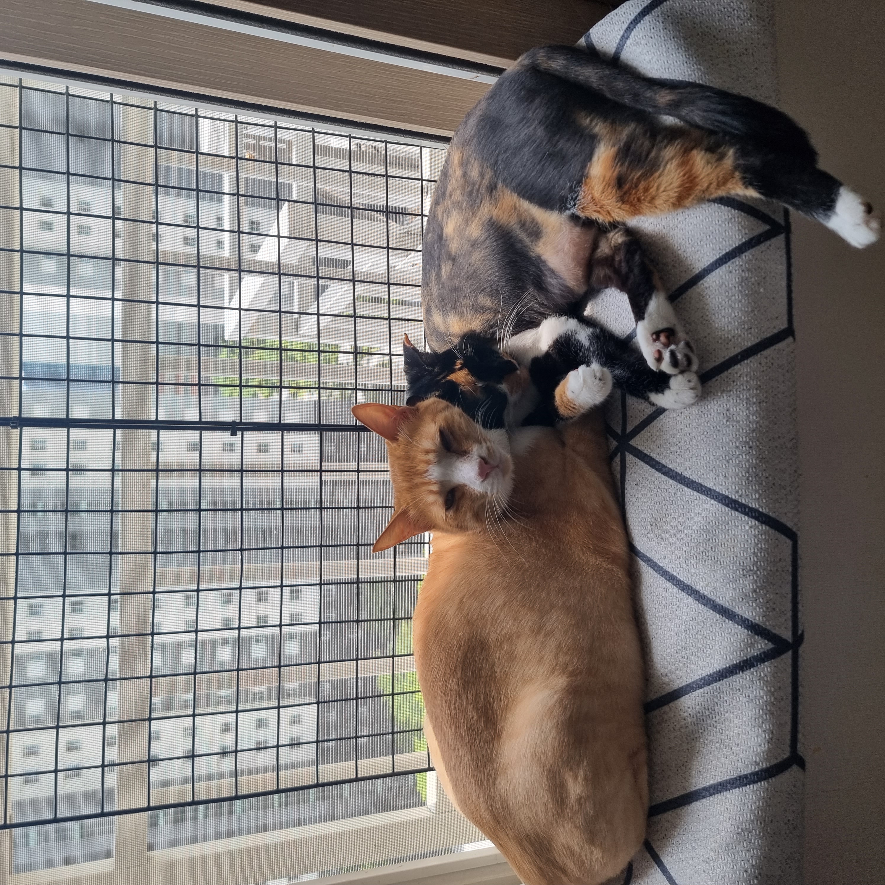 미피,허니에게 더 가족이 생겼어요