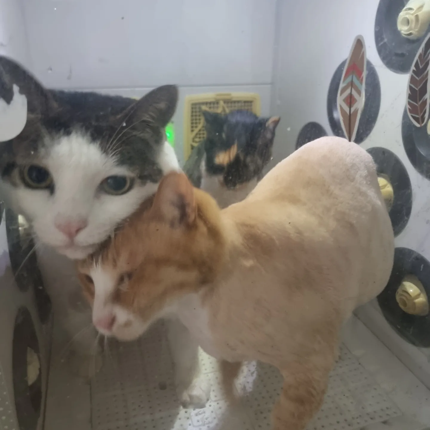 미피,허니에게 더 가족이 생겼어요