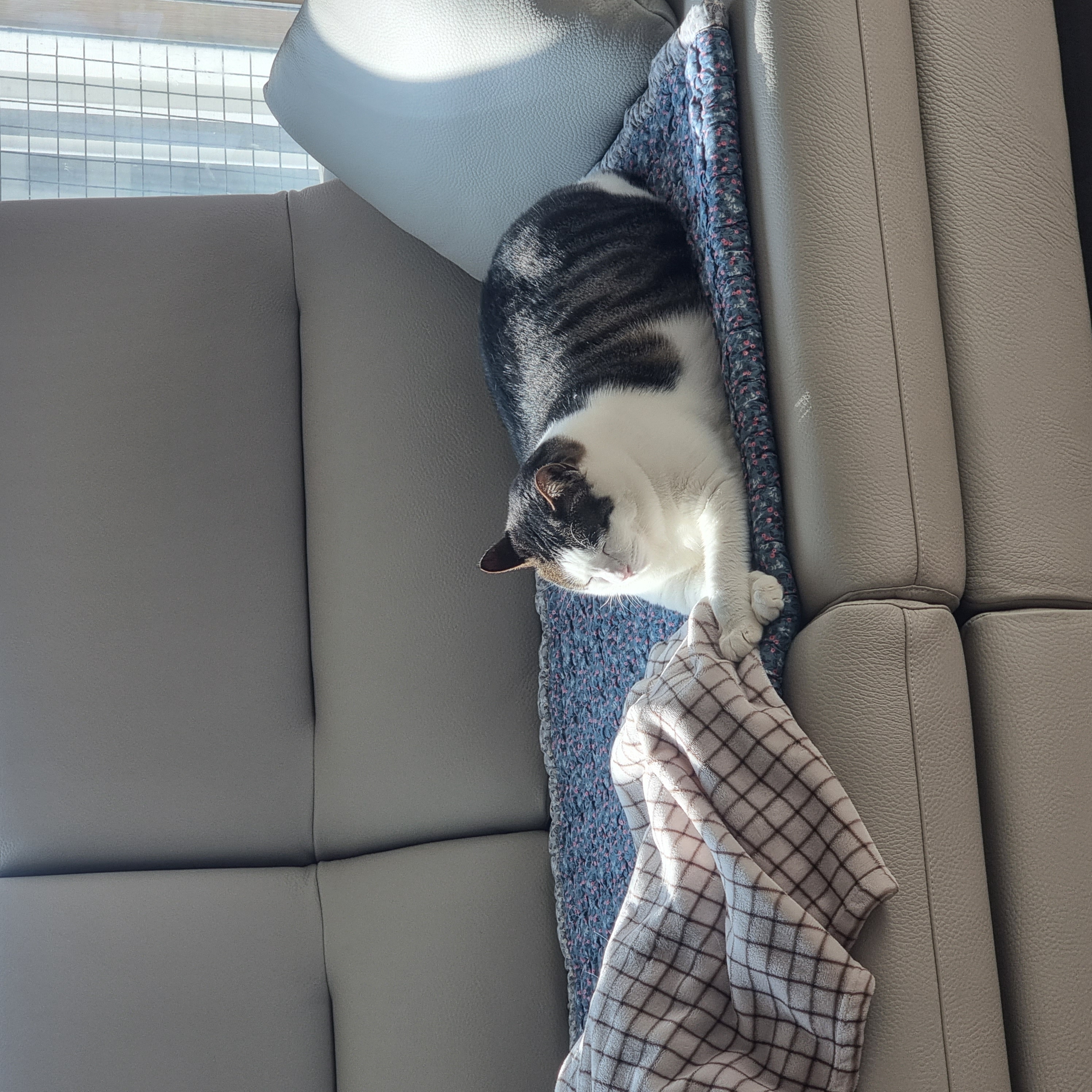 미피,허니에게 더 가족이 생겼어요