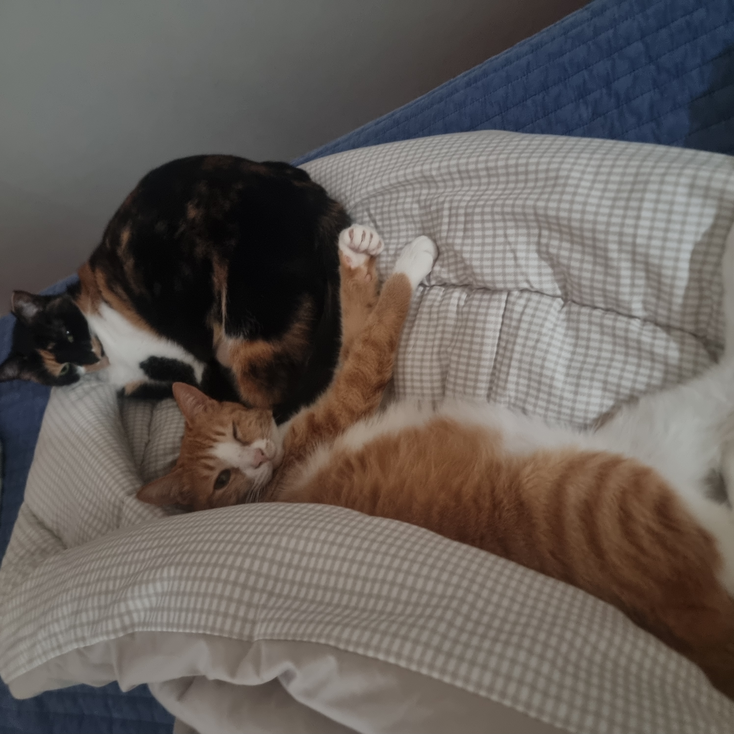 미피,허니에게 더 가족이 생겼어요