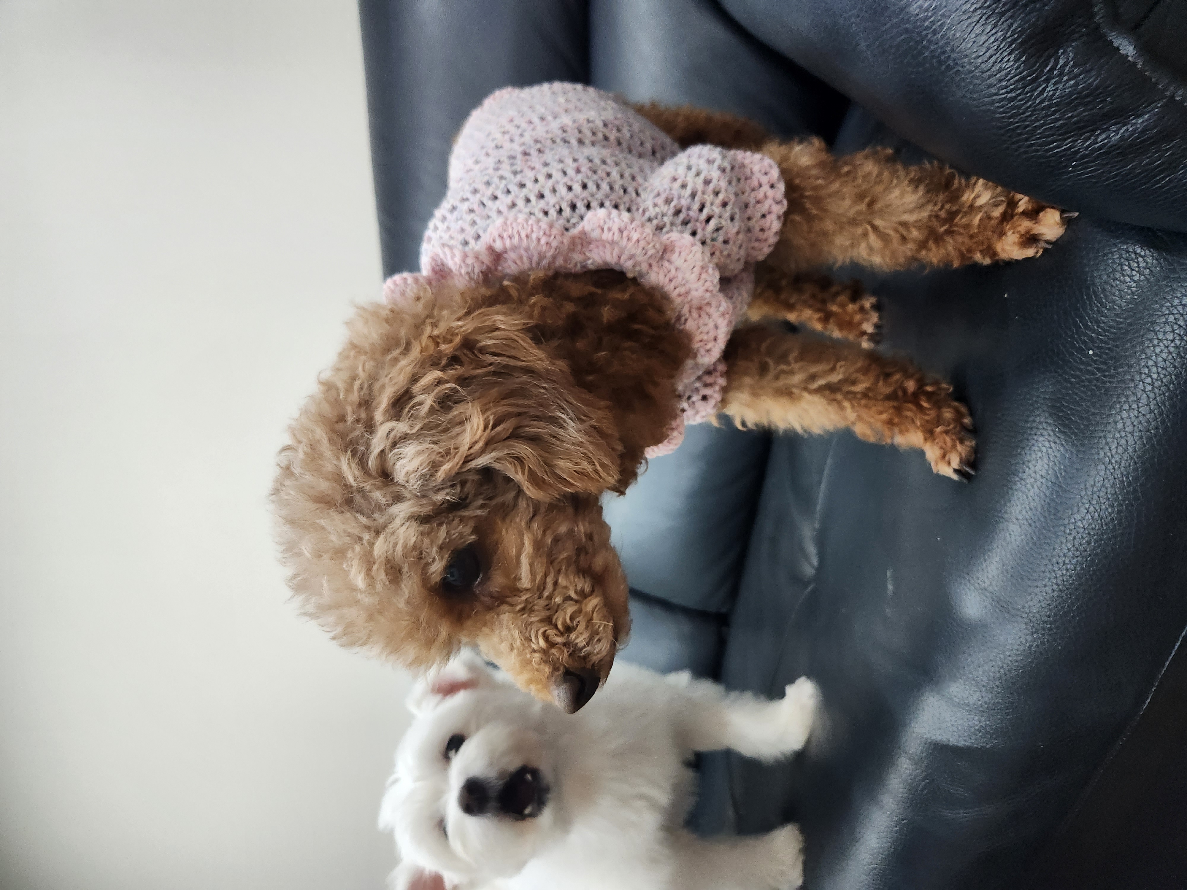 우뚱이 임보일기