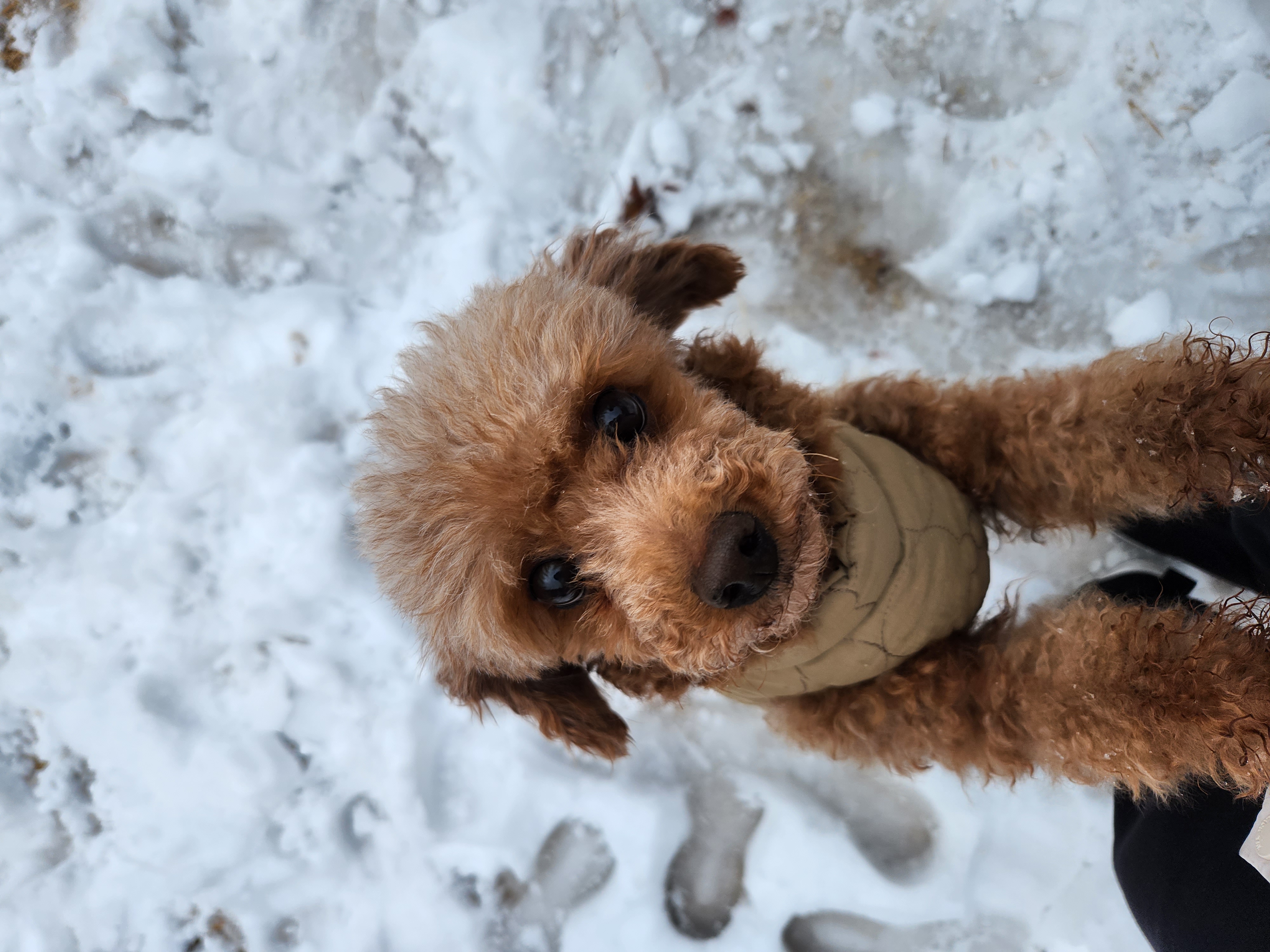 우뚱이 임보일기