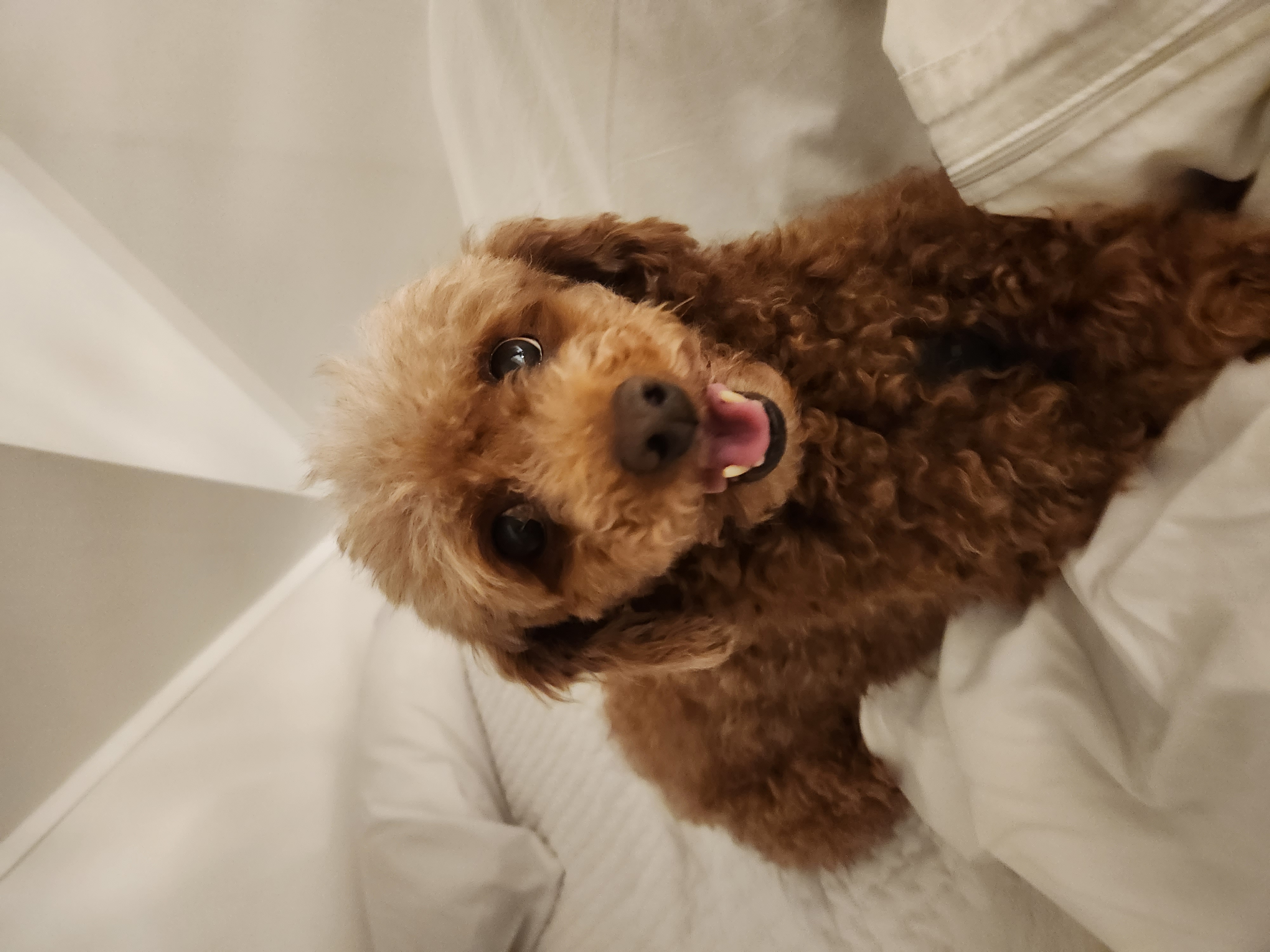 우뚱이 임보일기