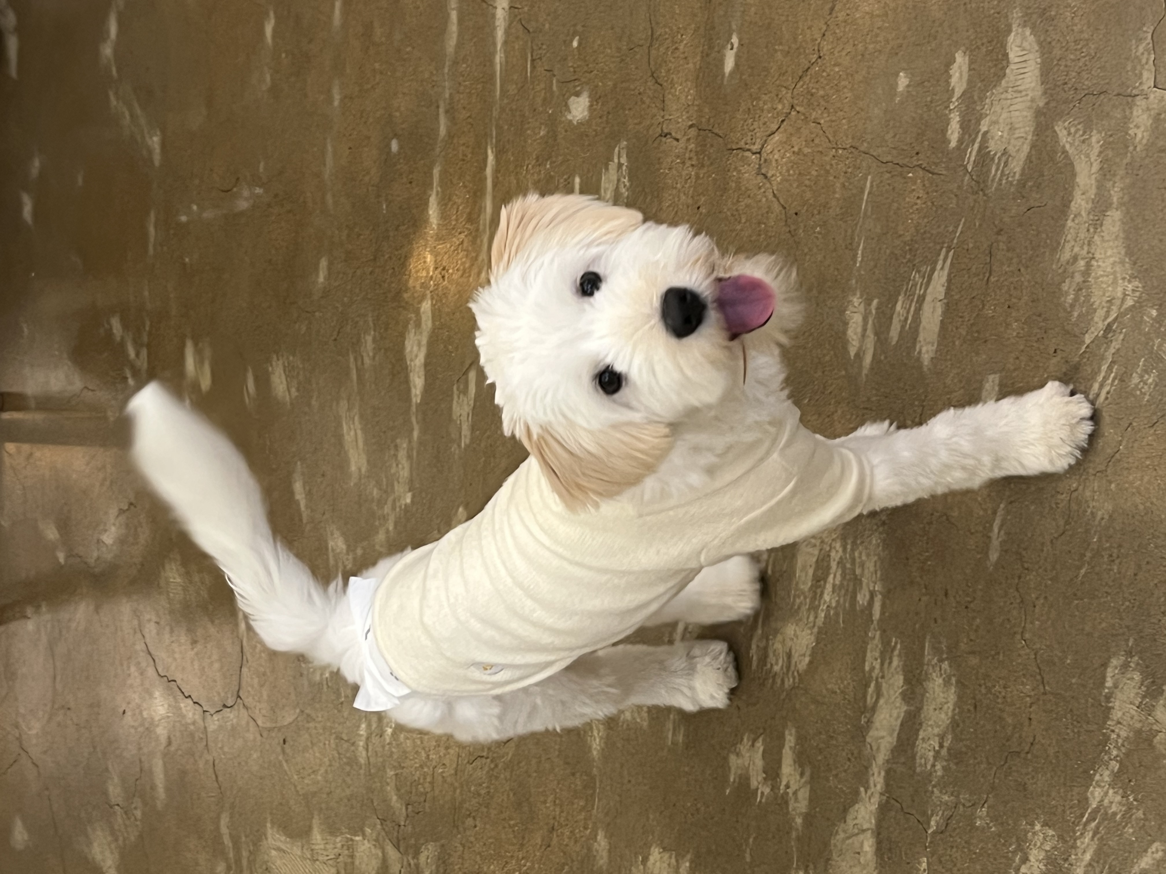 다은(은빛) 입양후기