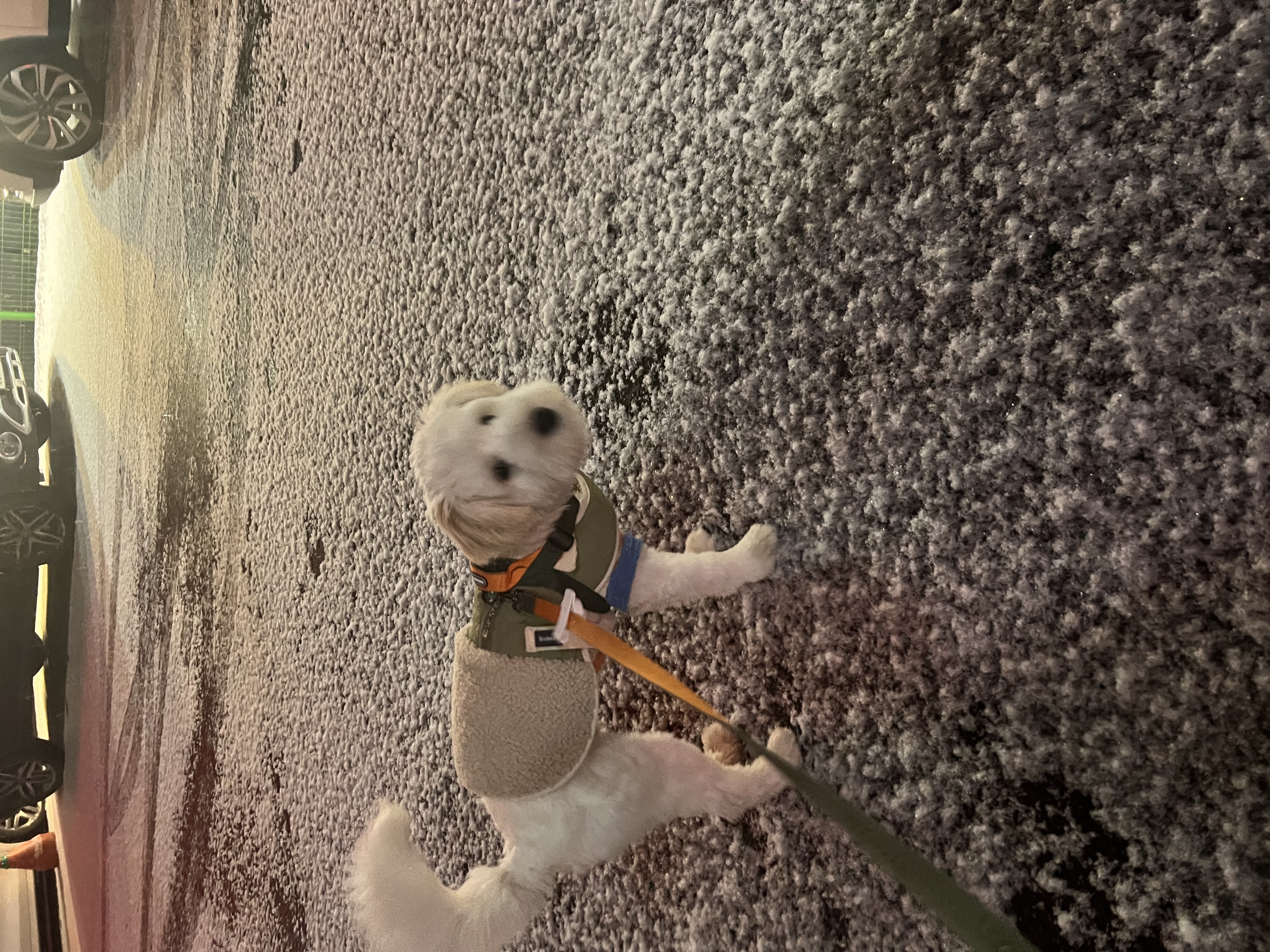 다은(은빛) 입양후기