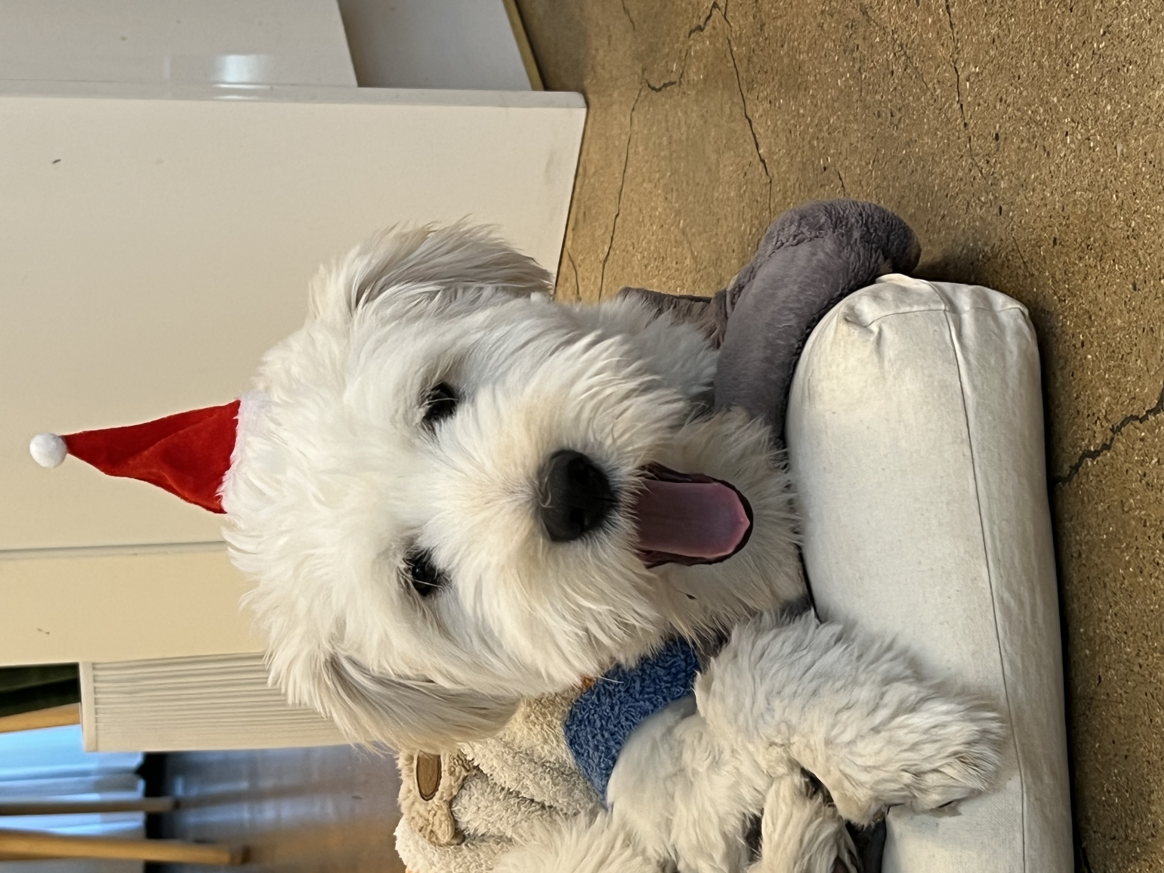 다은(은빛) 입양후기