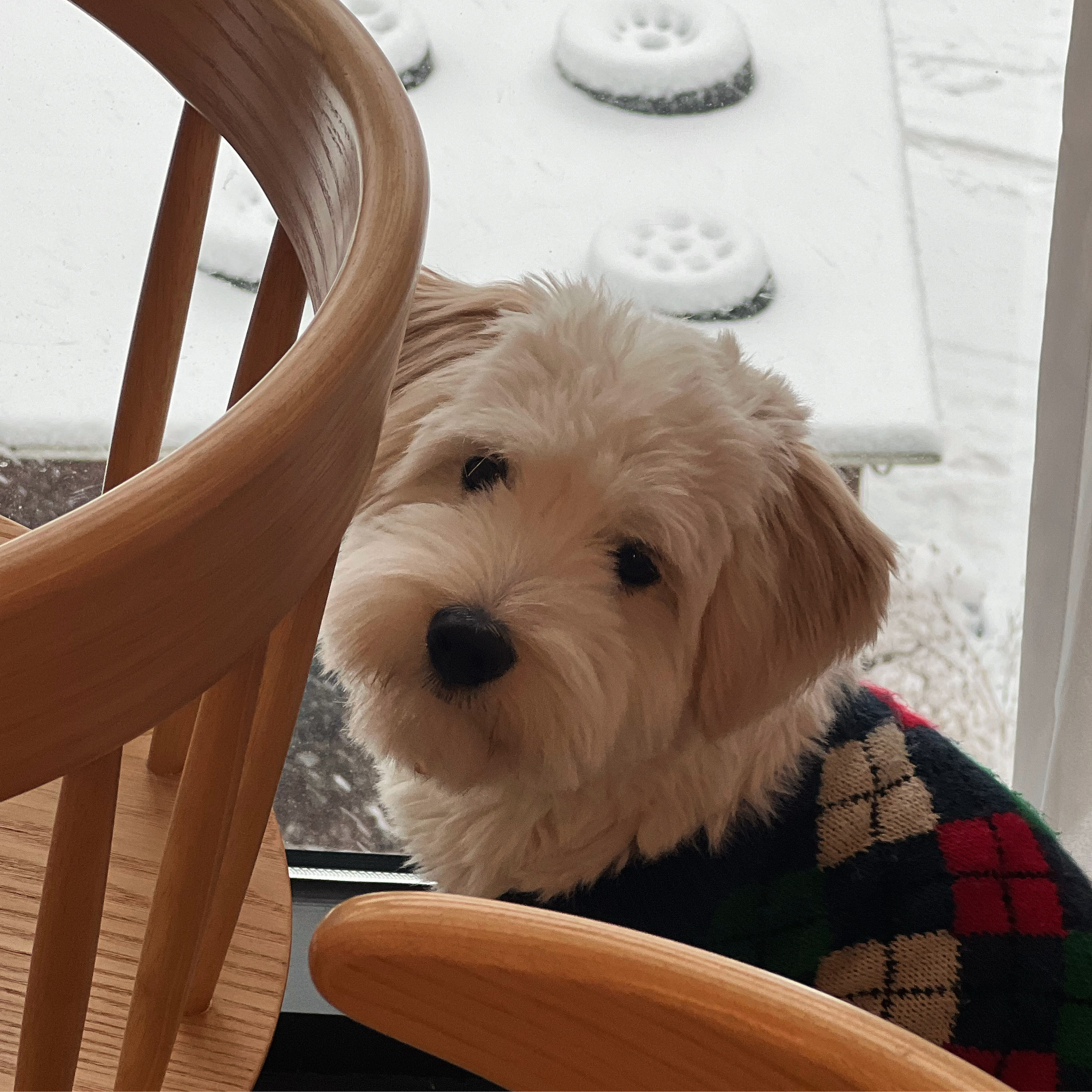 다은(은빛) 입양후기