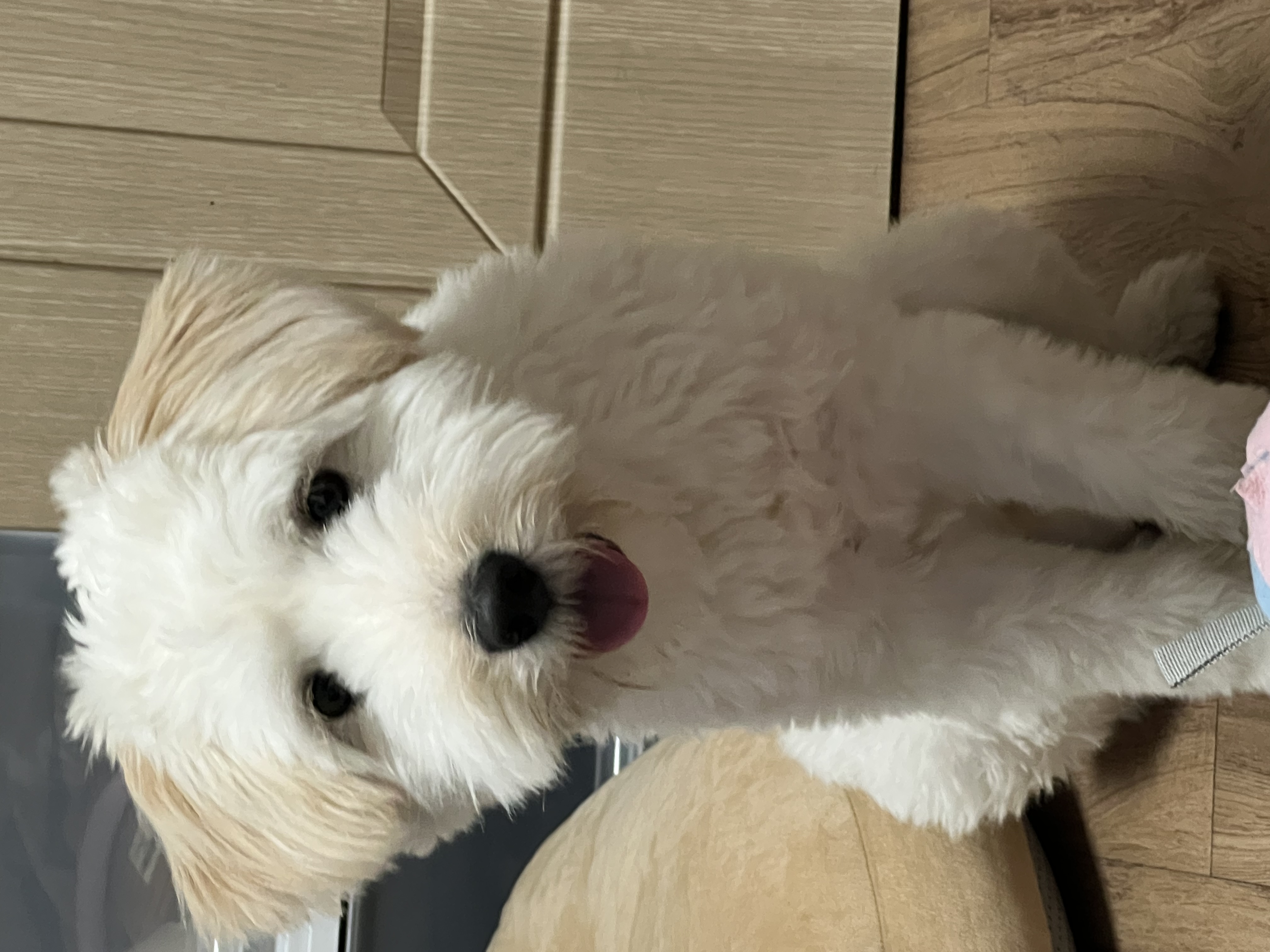 다은(은빛) 입양후기