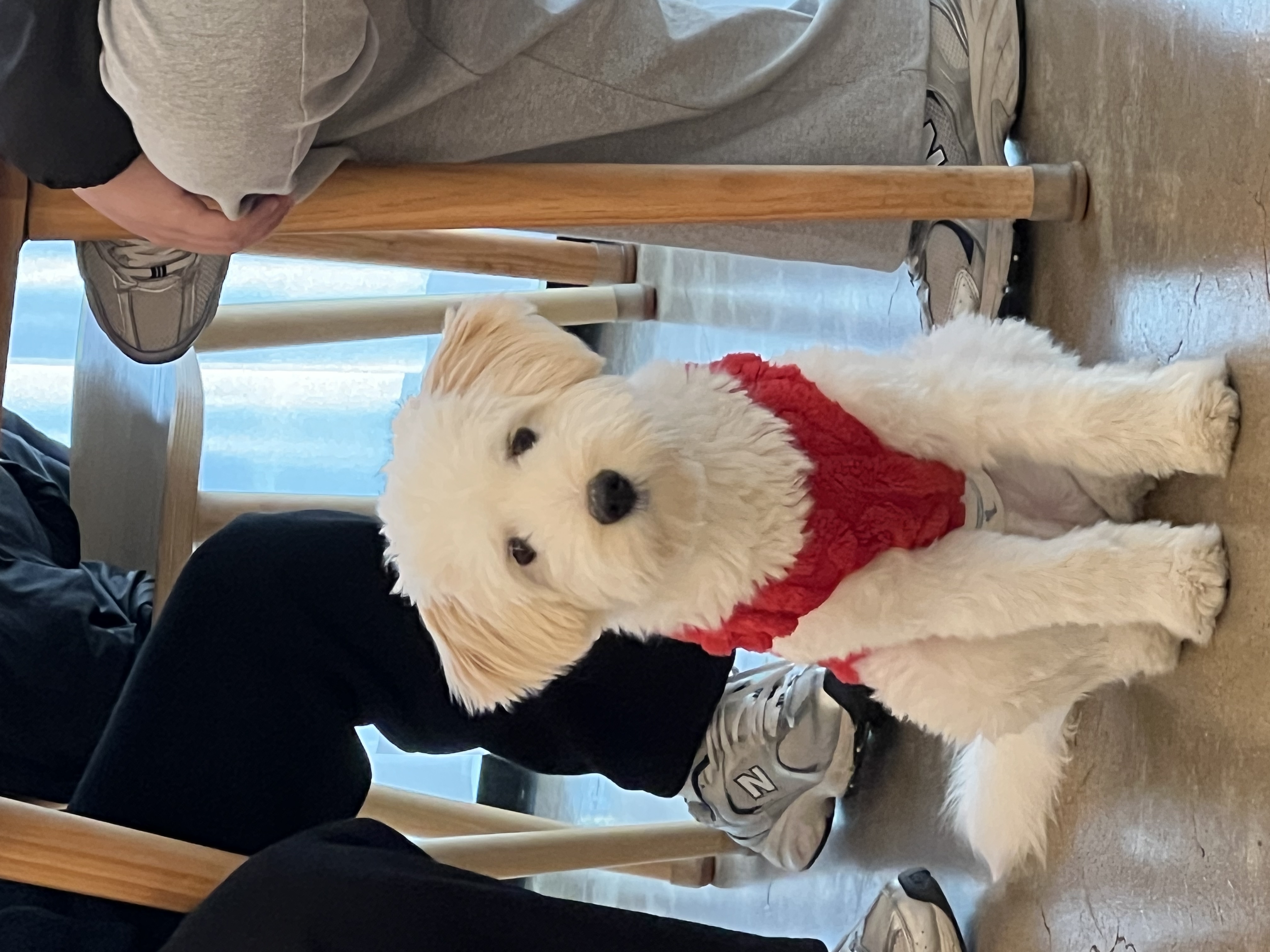 다은(은빛) 입양후기