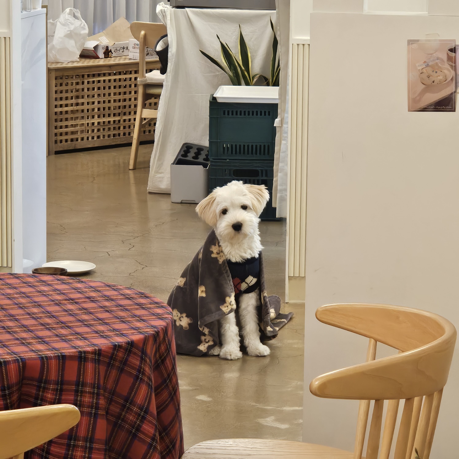 다은(은빛) 입양후기