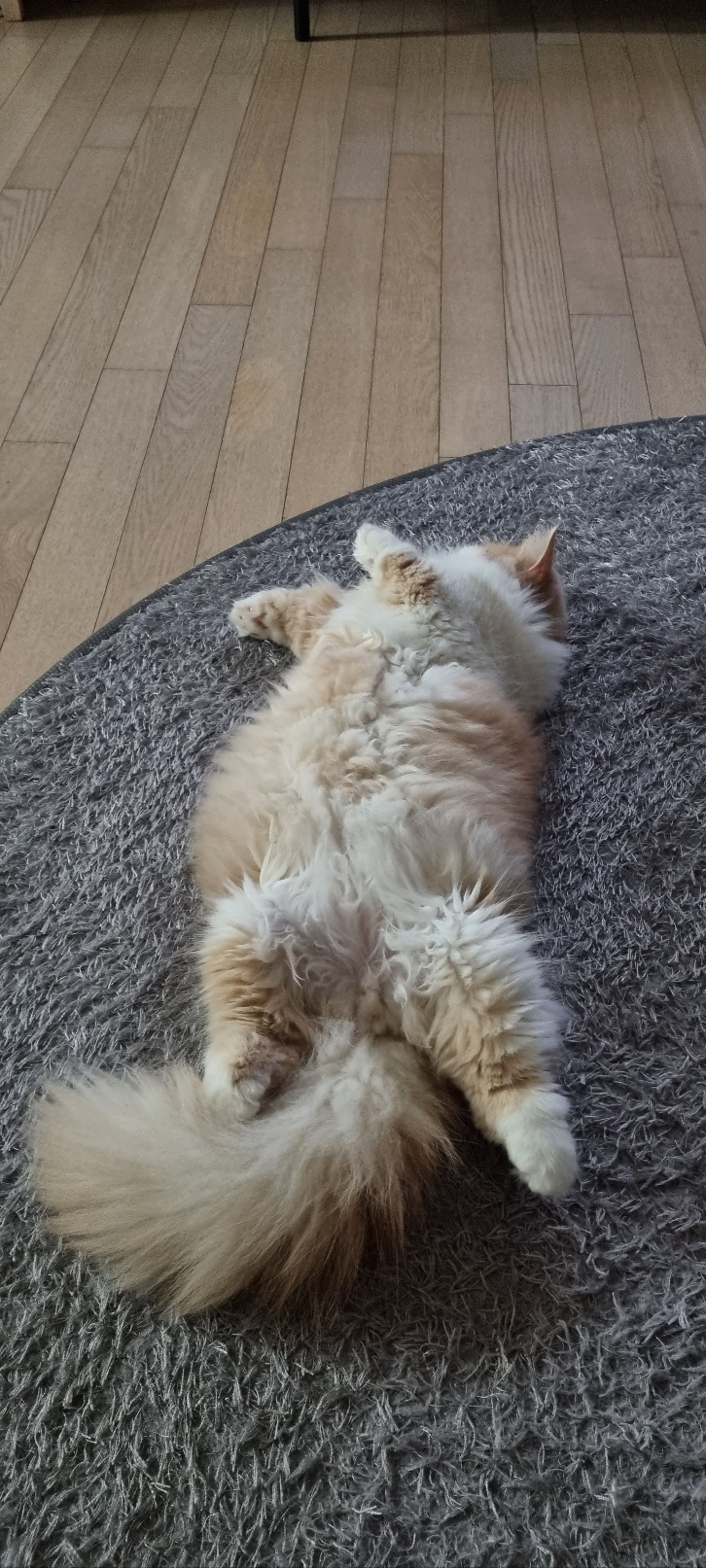 흑당과 흑마늘 입양후기~^^