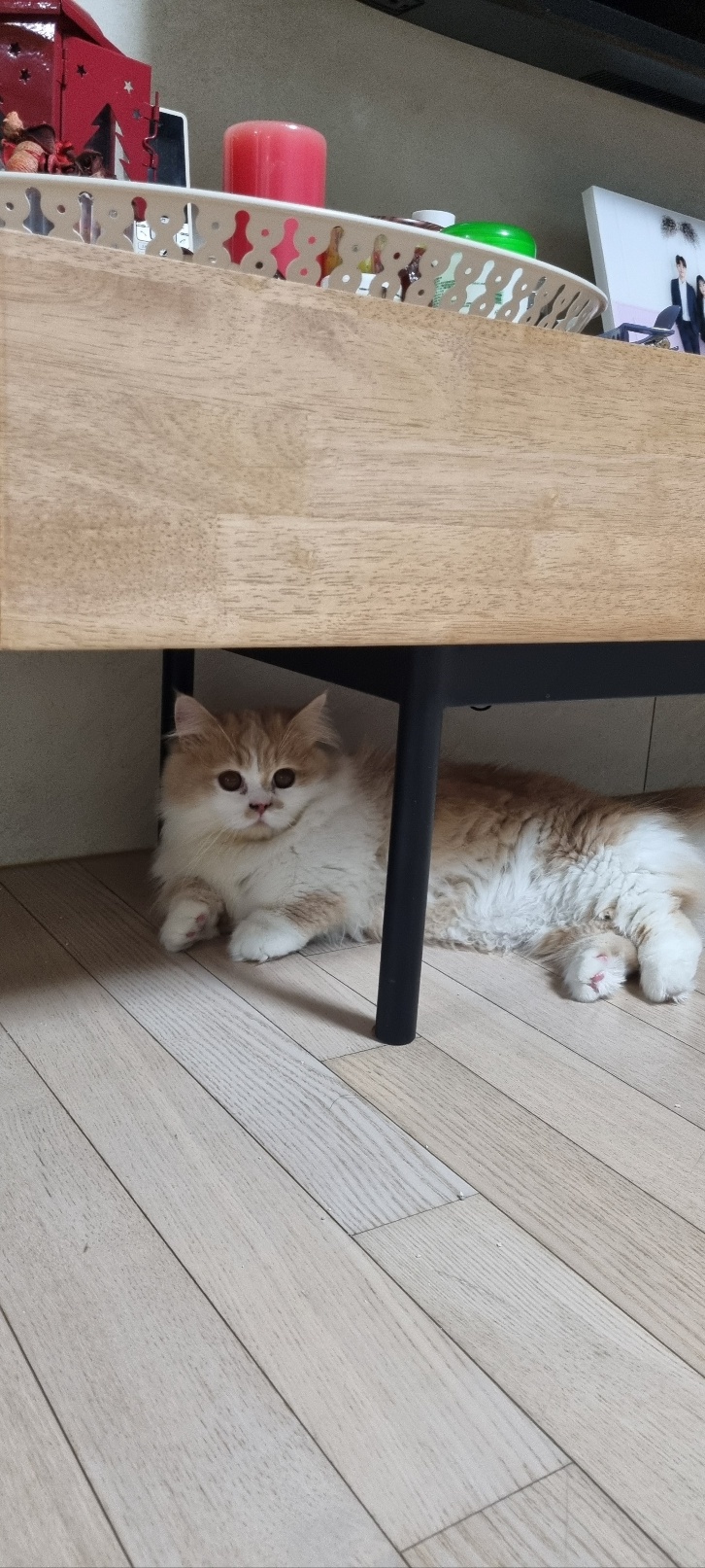 흑당과 흑마늘 입양후기~^^