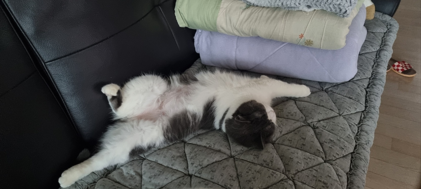 흑당과 흑마늘 입양후기~^^