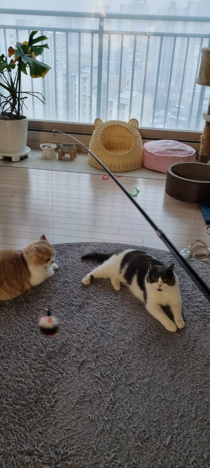 흑당과 흑마늘 입양후기~^^