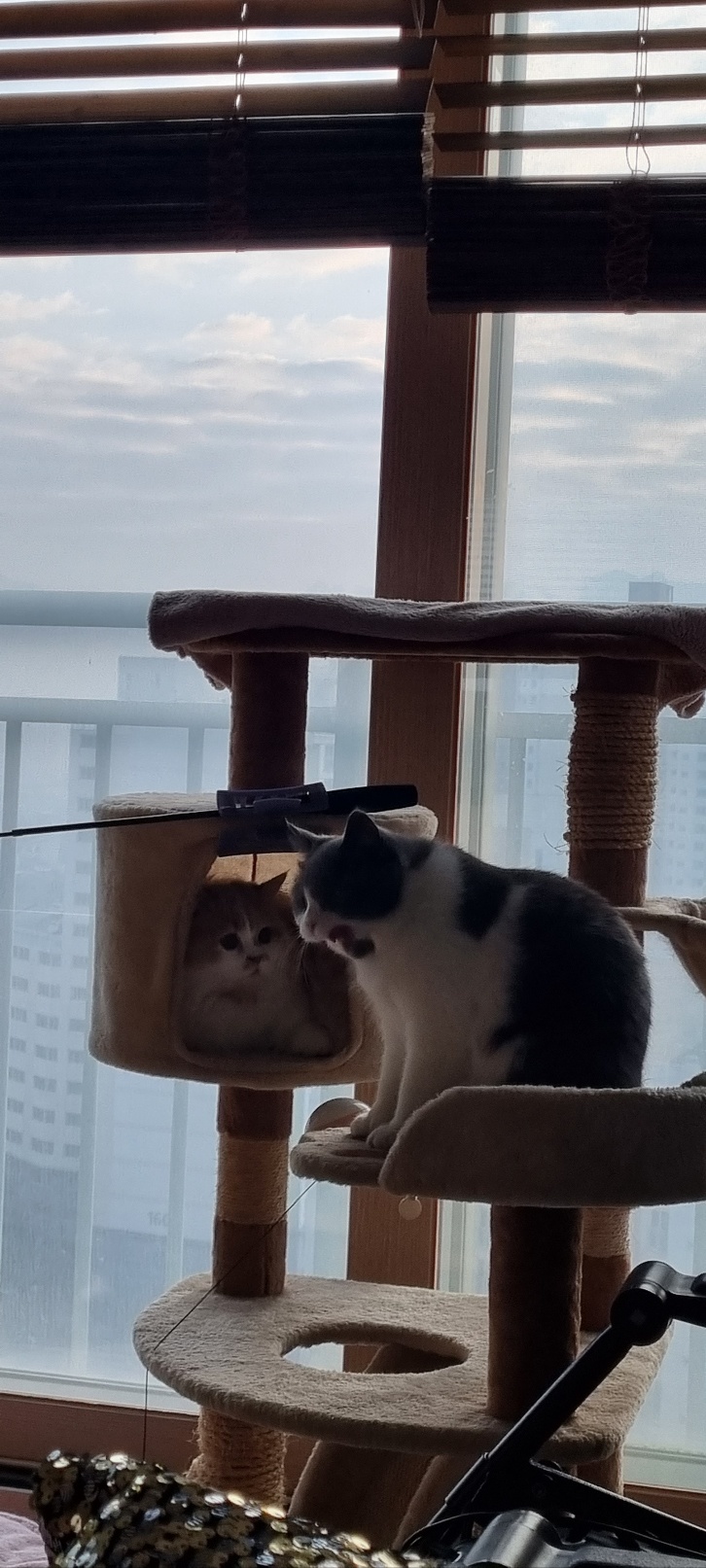 흑당과 흑마늘 입양후기~^^