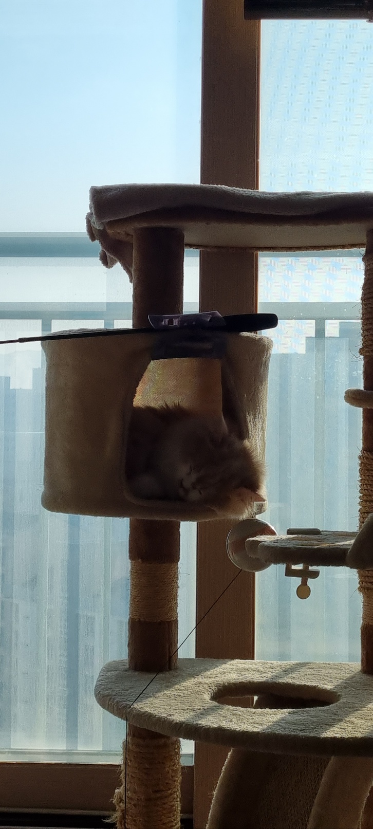 흑당과 흑마늘 입양후기~^^