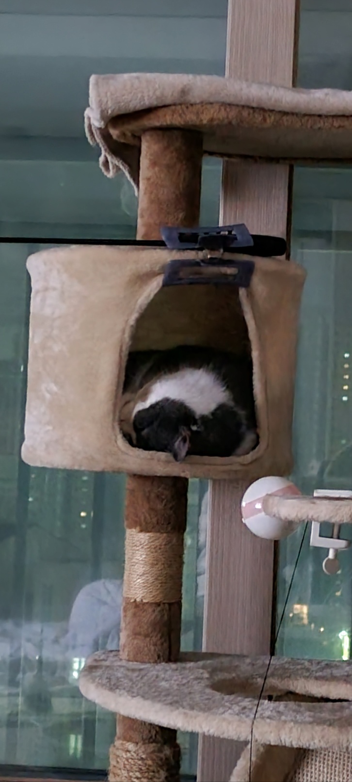 흑당과 흑마늘 입양후기~^^