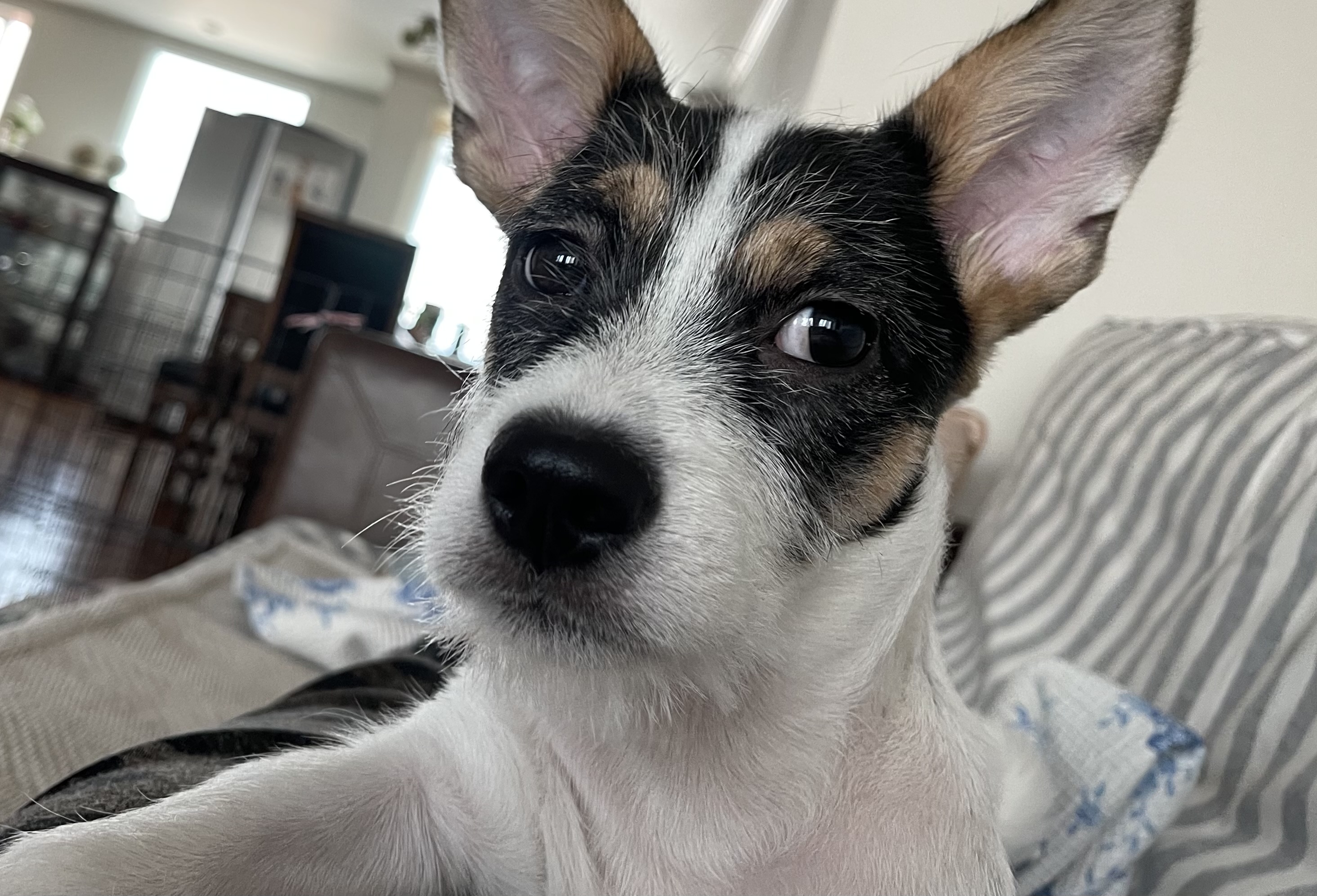 마네(빈스) 입양후 이야기