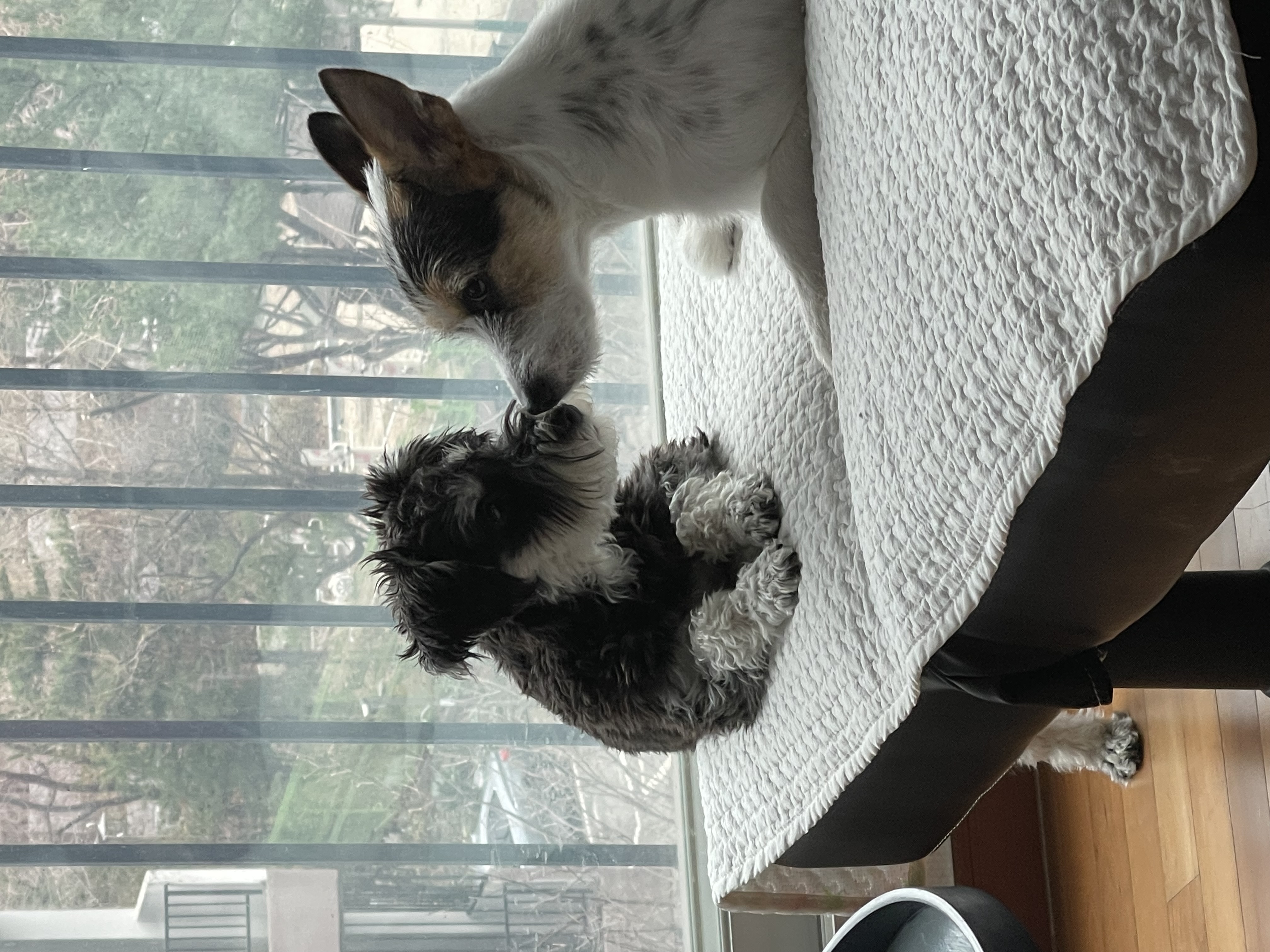 마네(빈스) 입양후 이야기