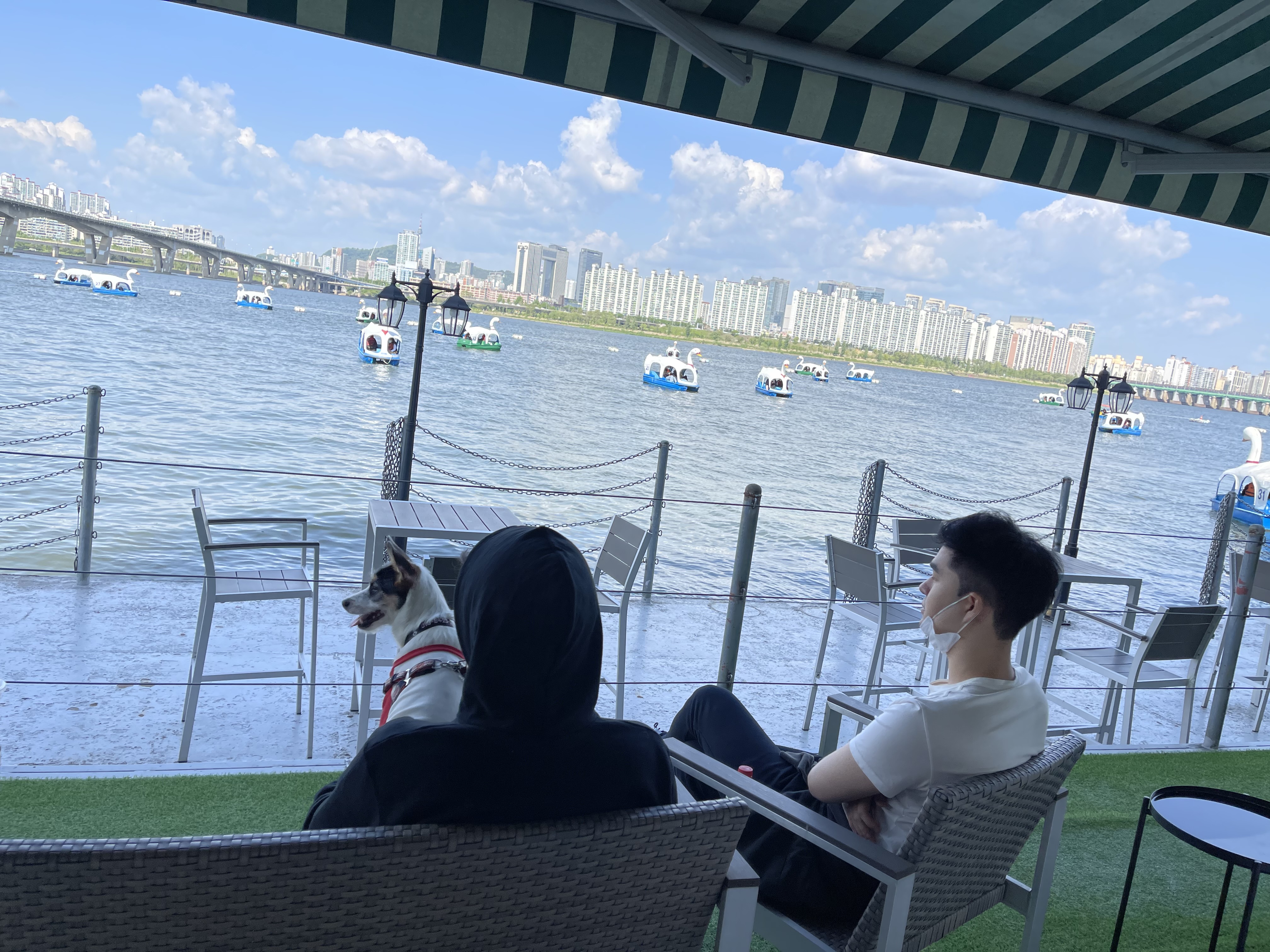 마네(빈스) 입양후 이야기