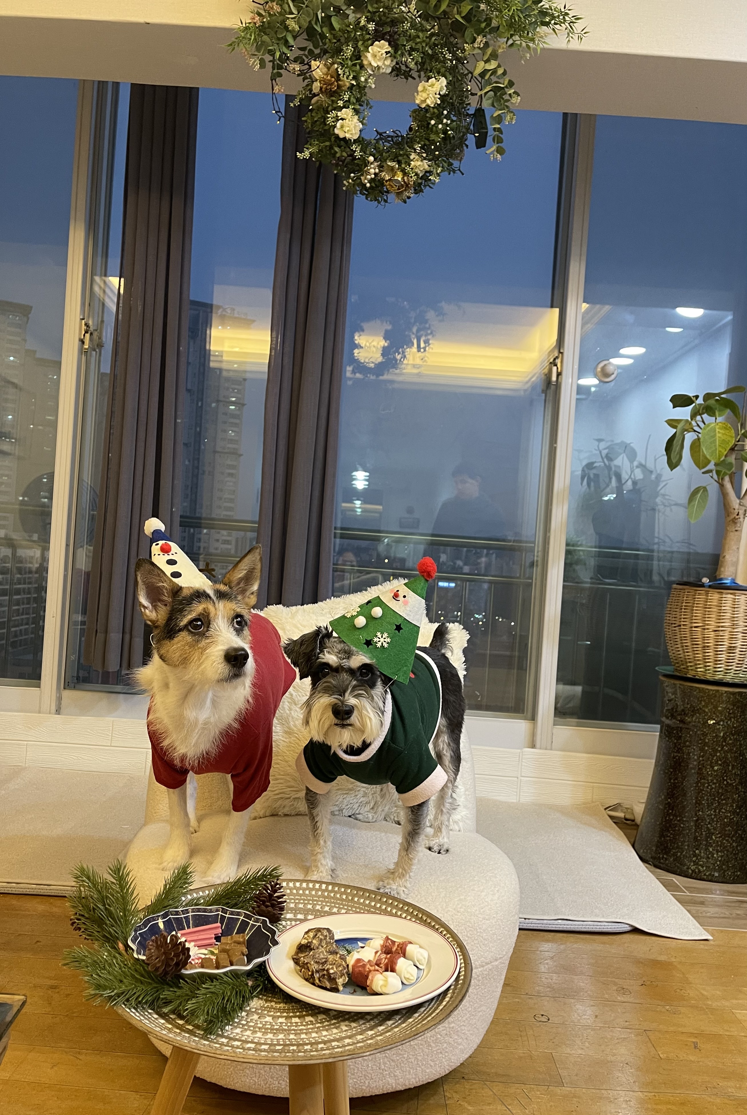 마네(빈스) 입양후 이야기