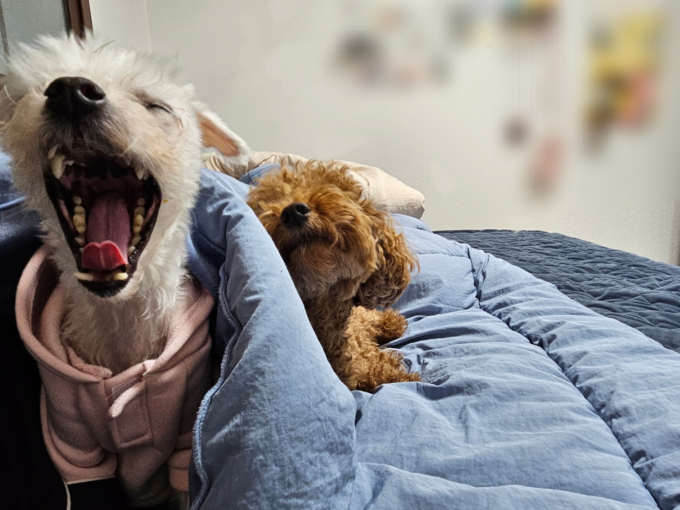 미코 임보 이야기~