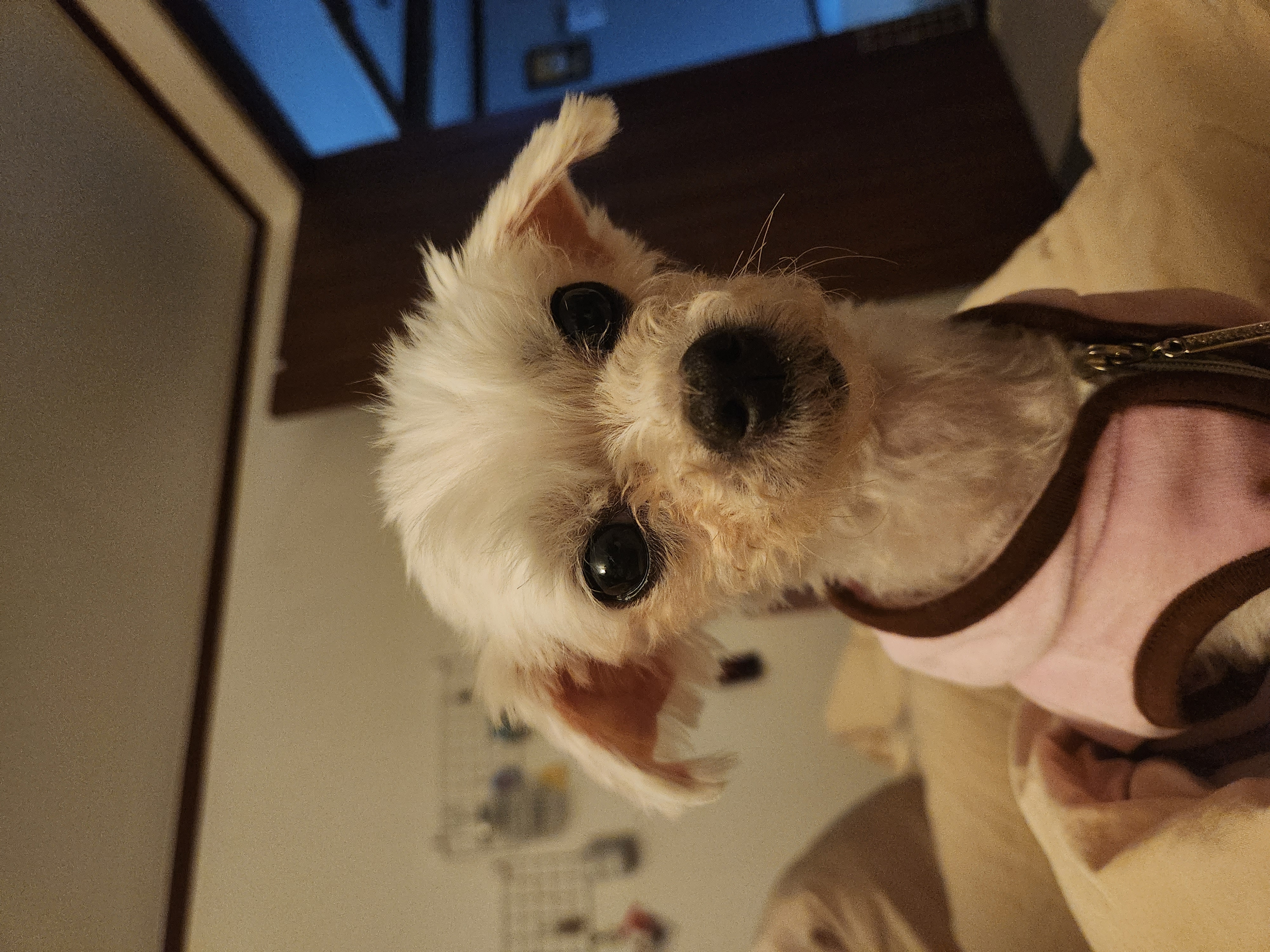 미코 임보 이야기~