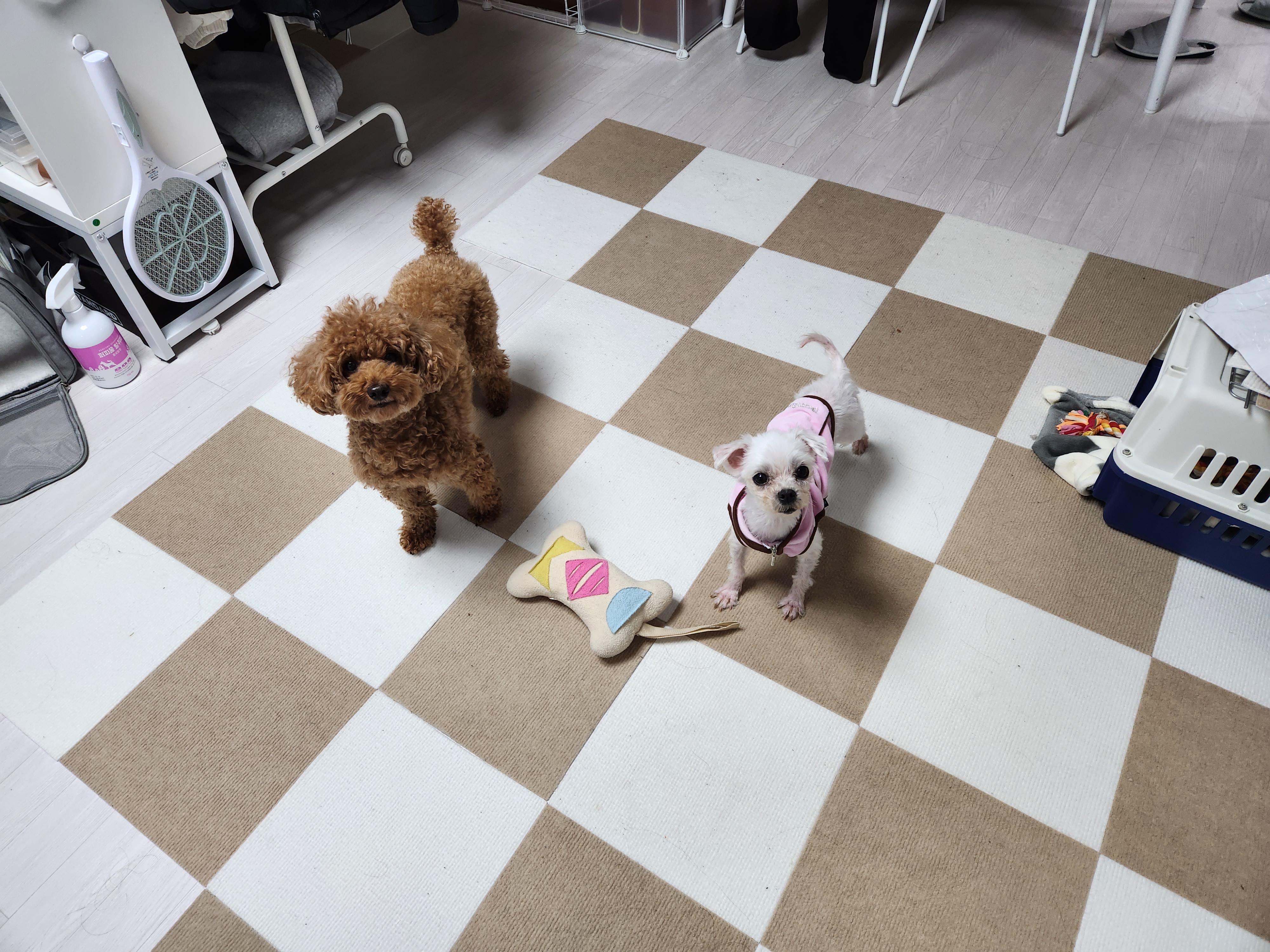 미코 임보 이야기~