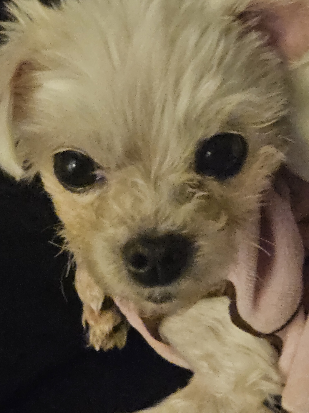 미코 임보 이야기~