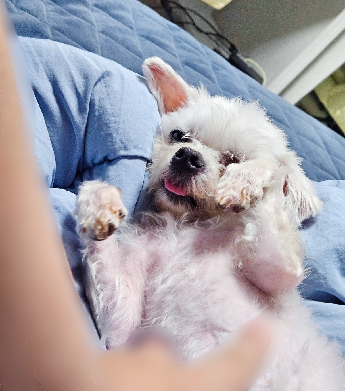 미코 임보 이야기~