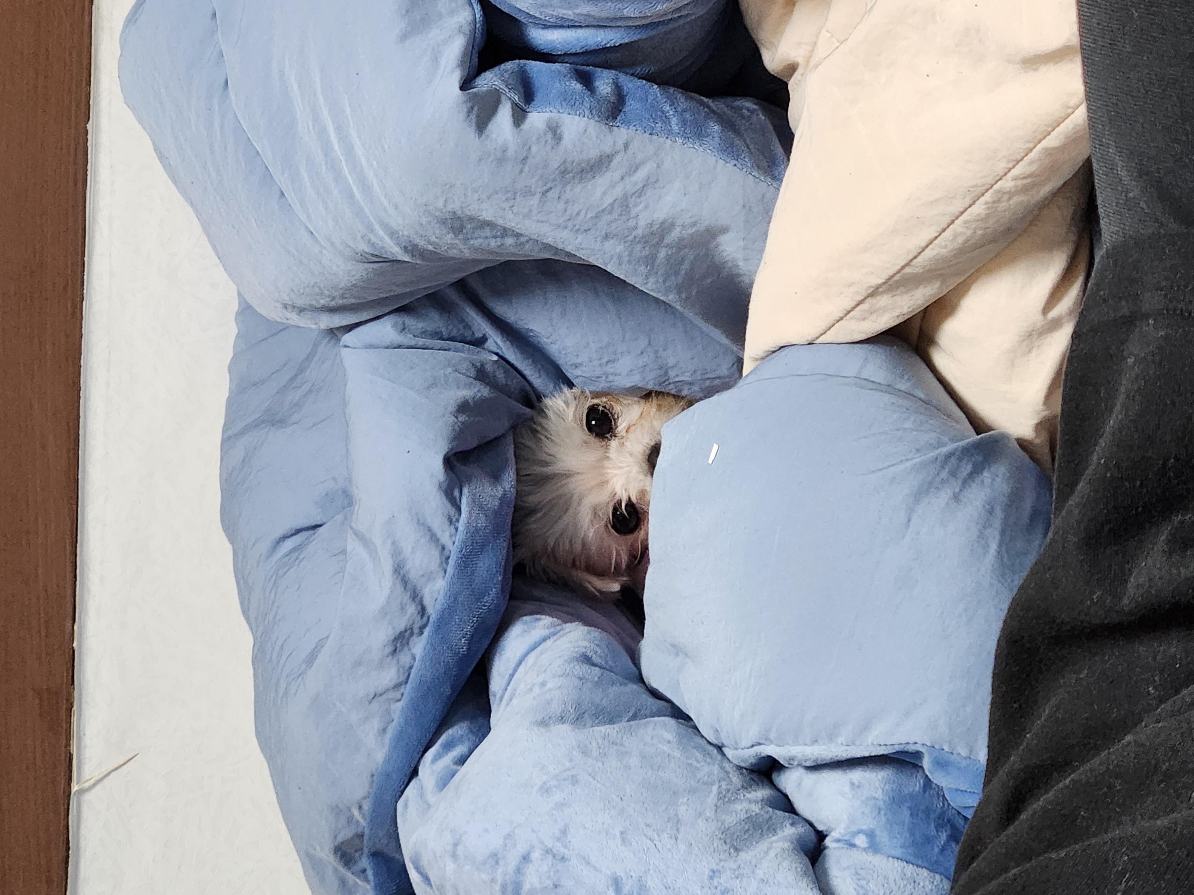 미코 임보 이야기~