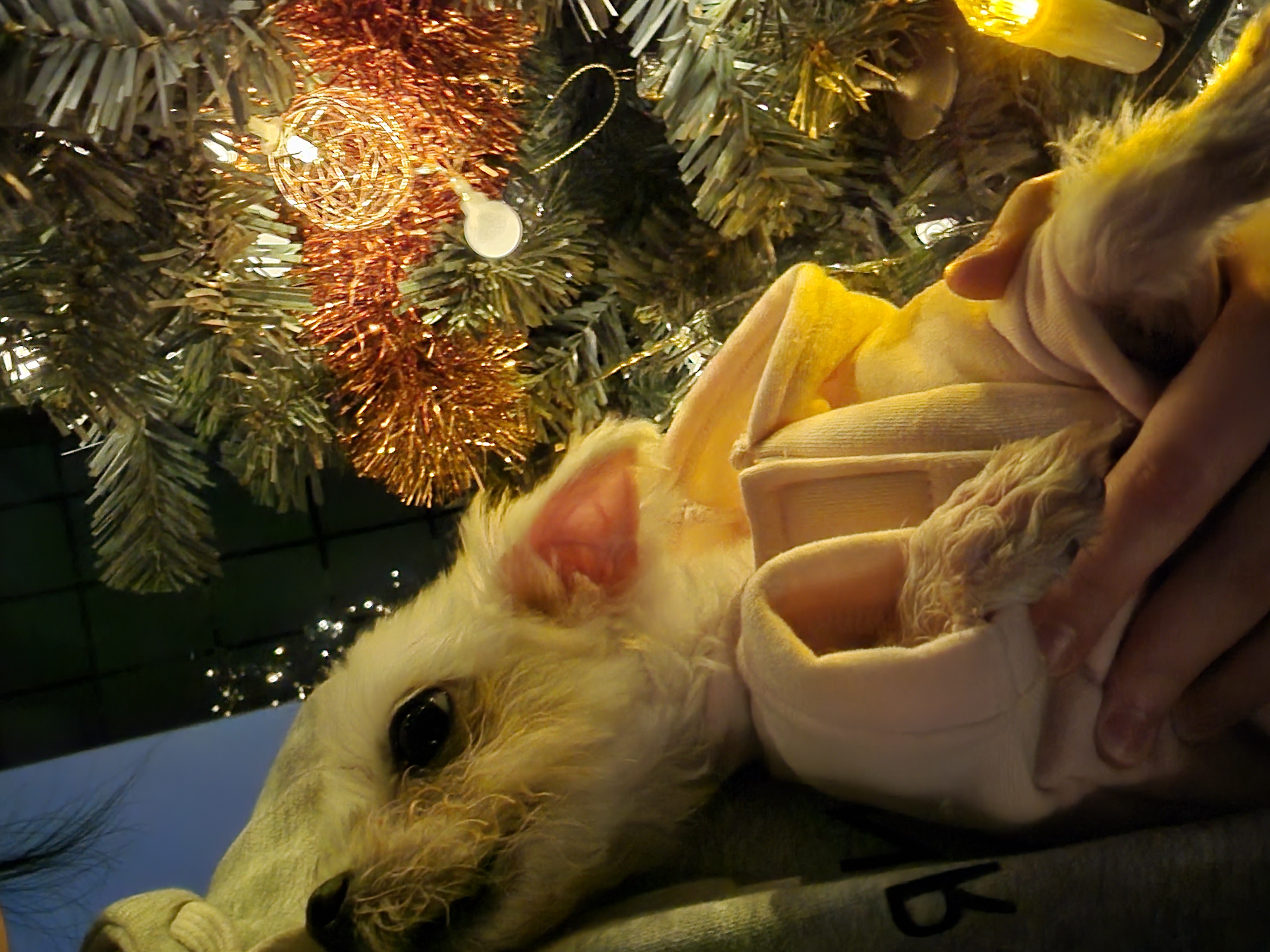 미코 임보 이야기~