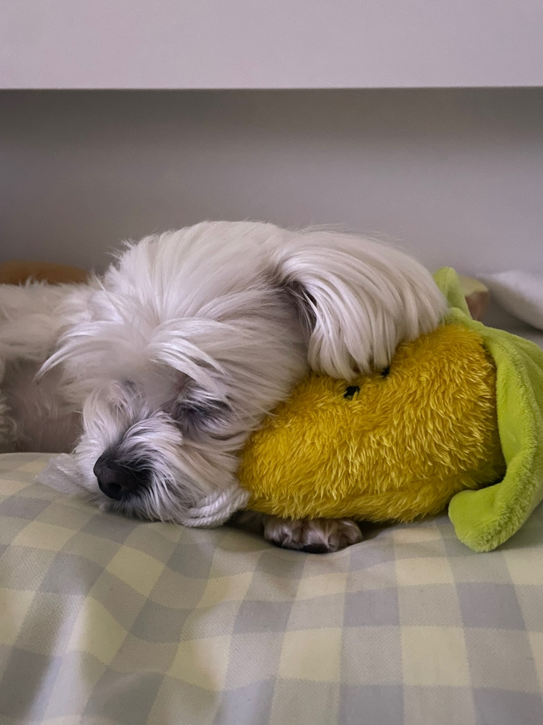 최근 삼숙이 근황들💛