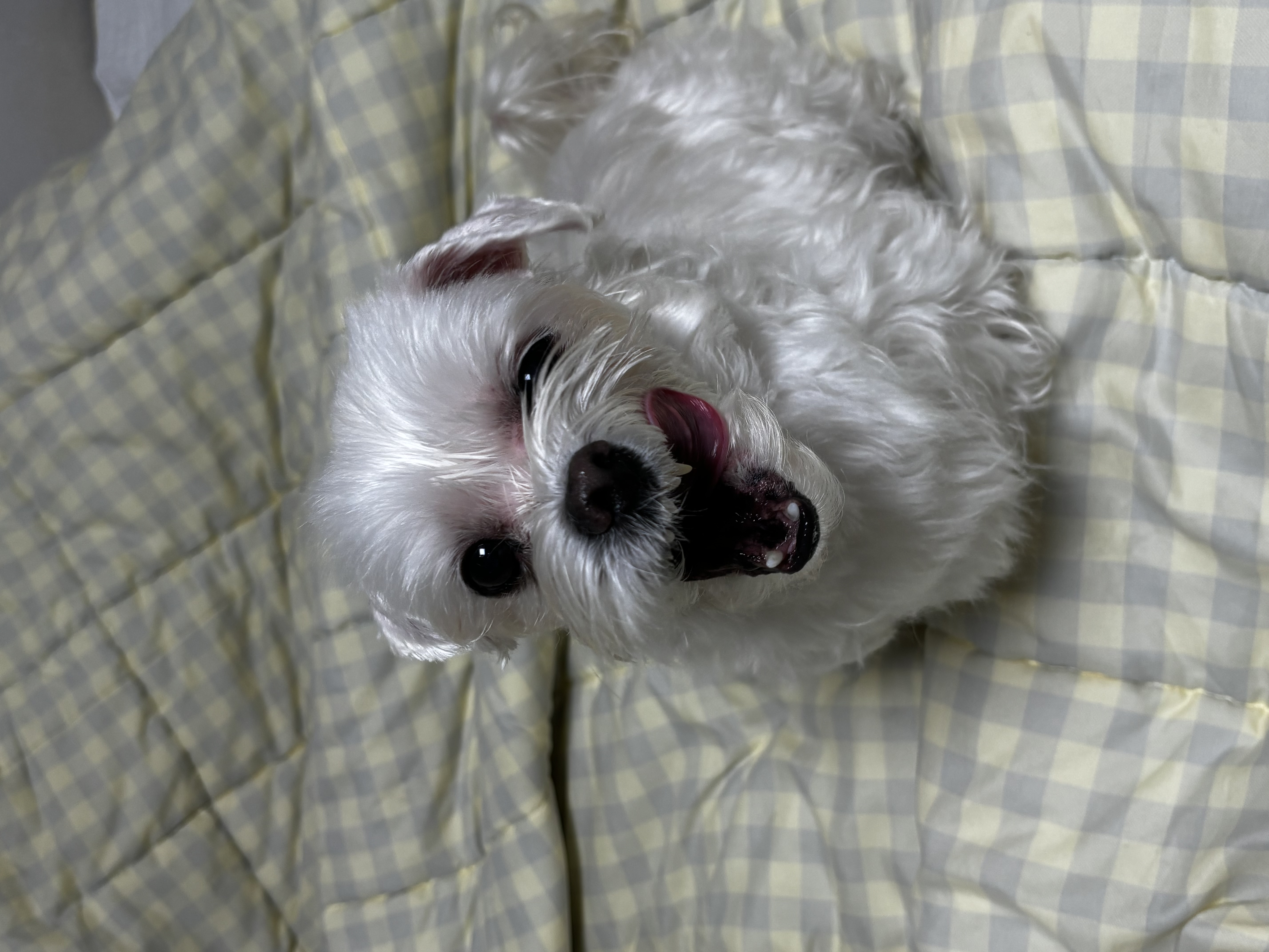 최근 삼숙이 근황들💛