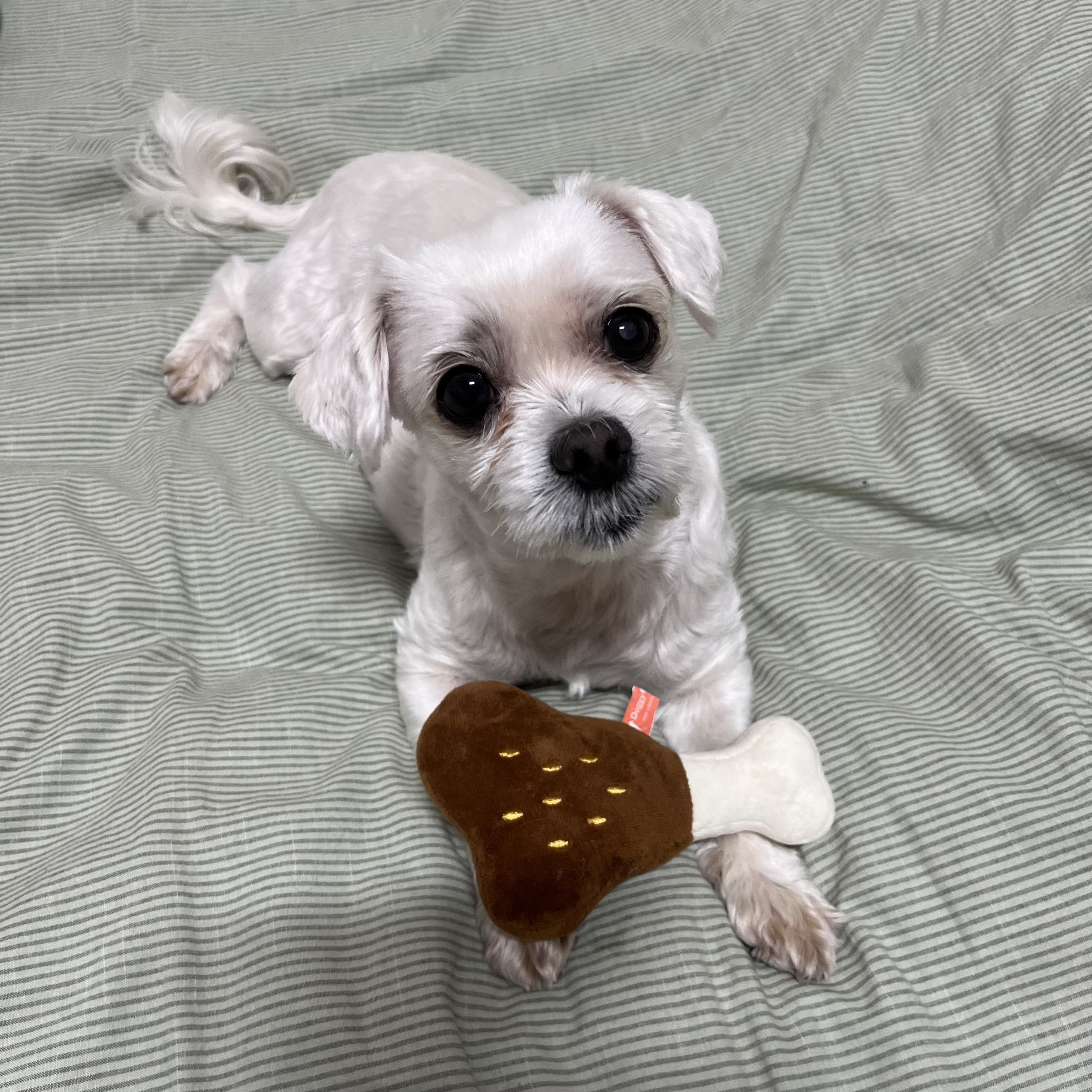 최근 삼숙이 근황들💛