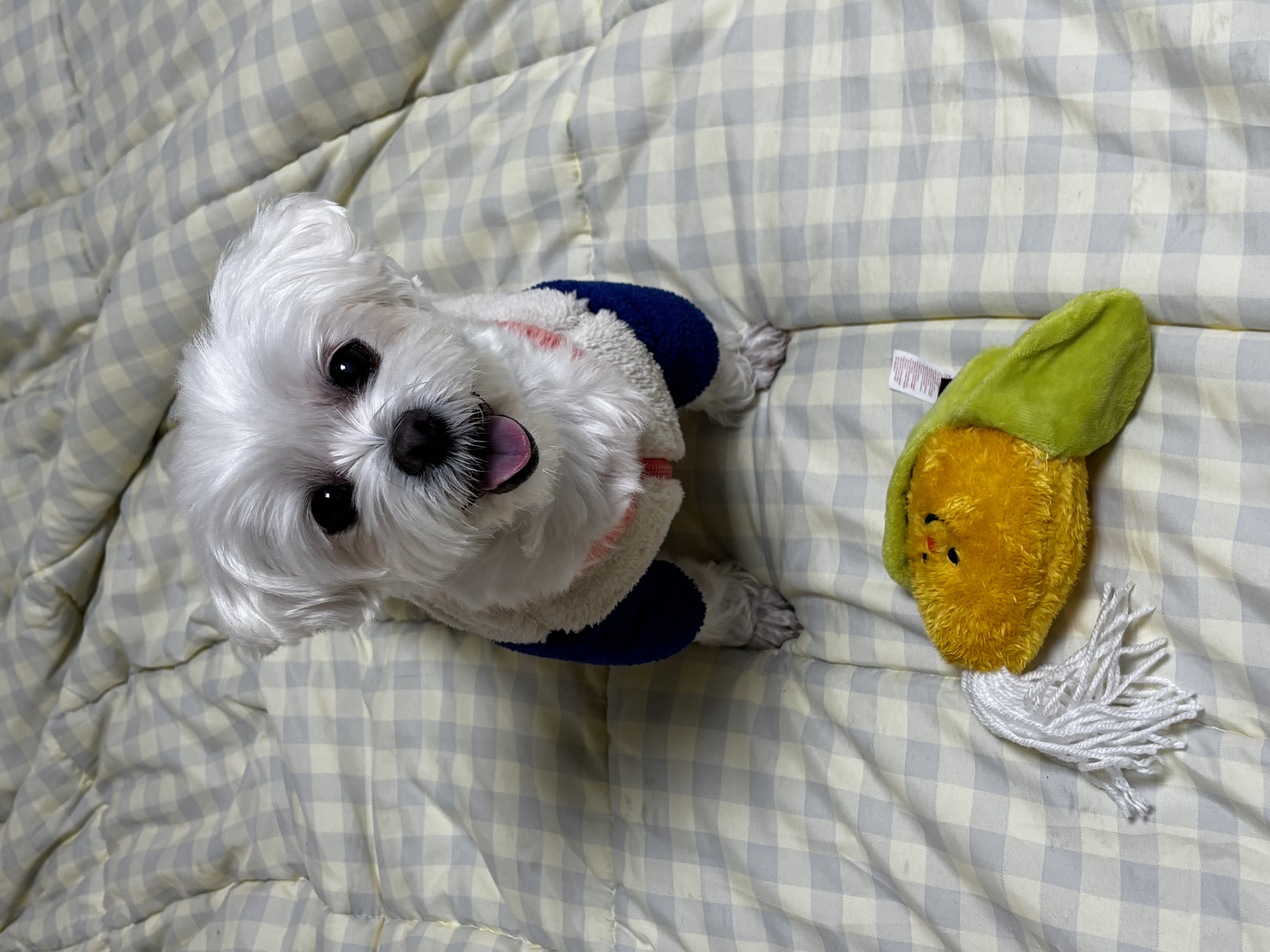 최근 삼숙이 근황들💛