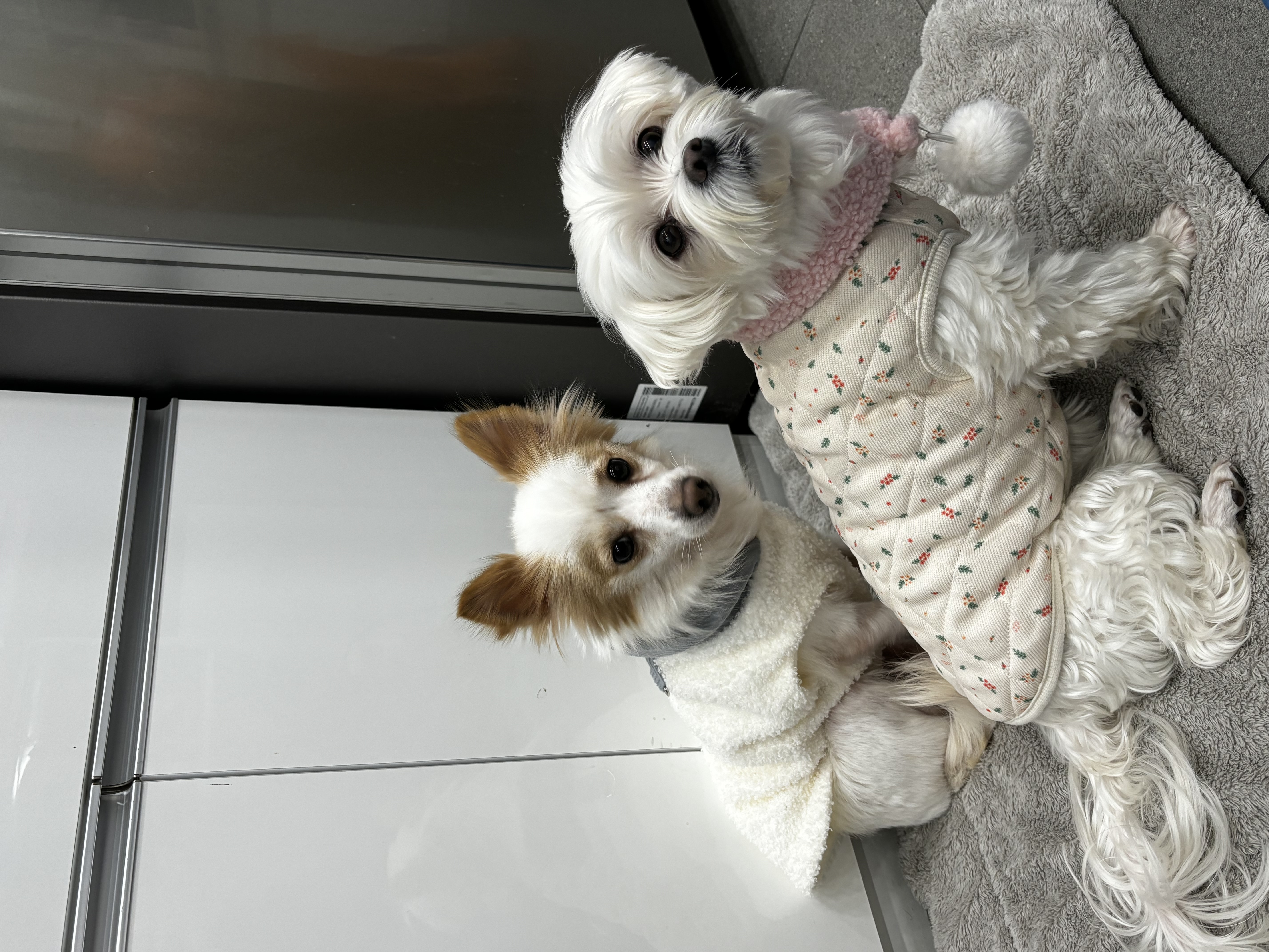 최근 삼숙이 근황들💛