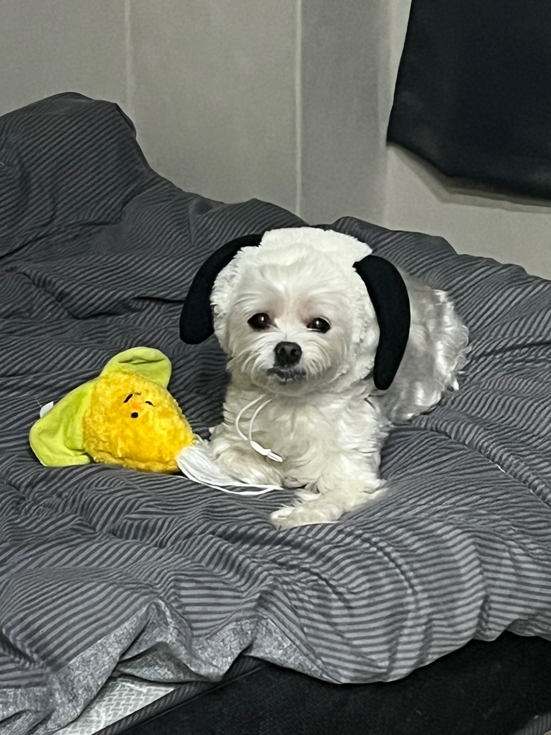 최근 삼숙이 근황들💛