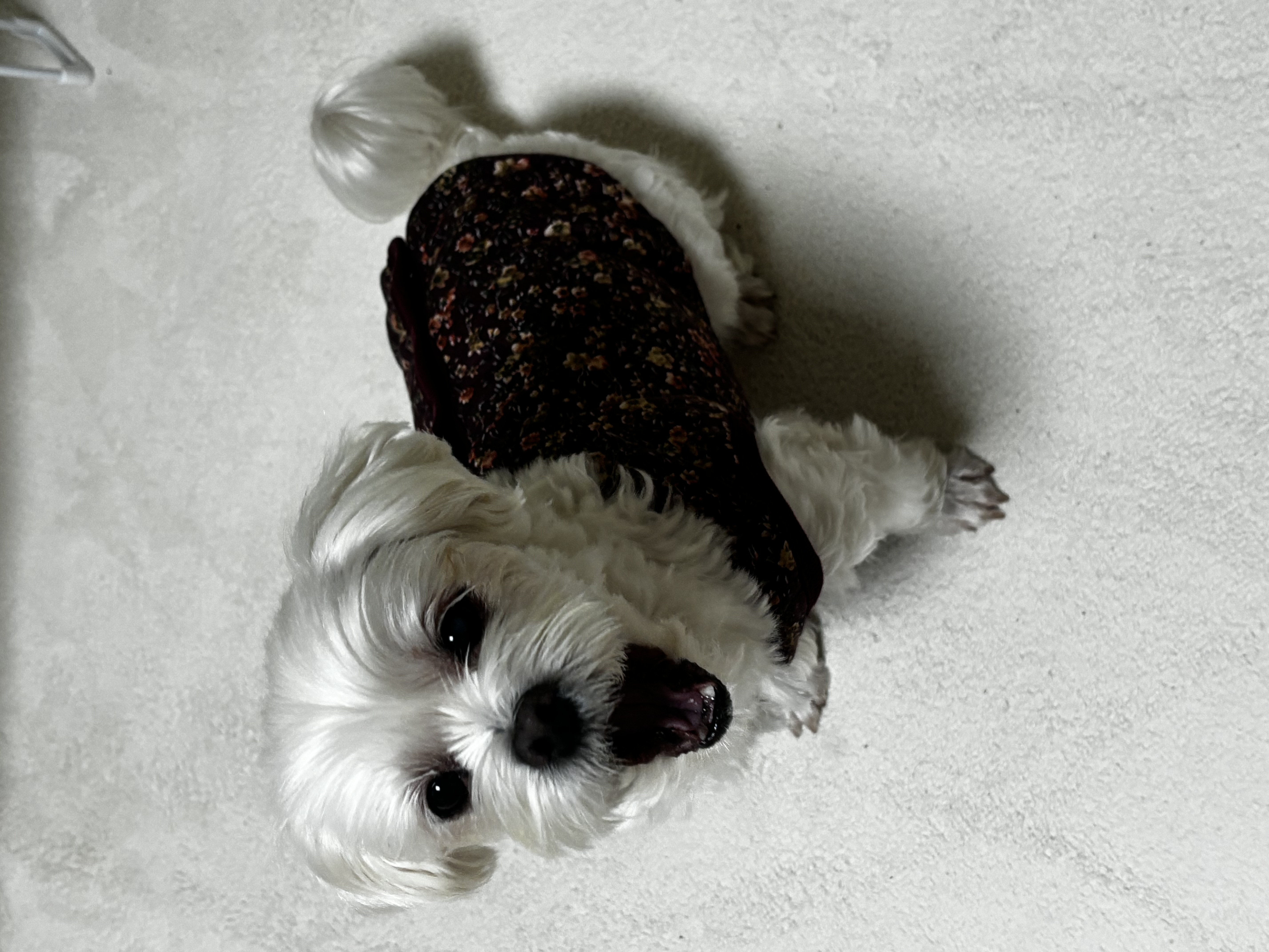 최근 삼숙이 근황들💛