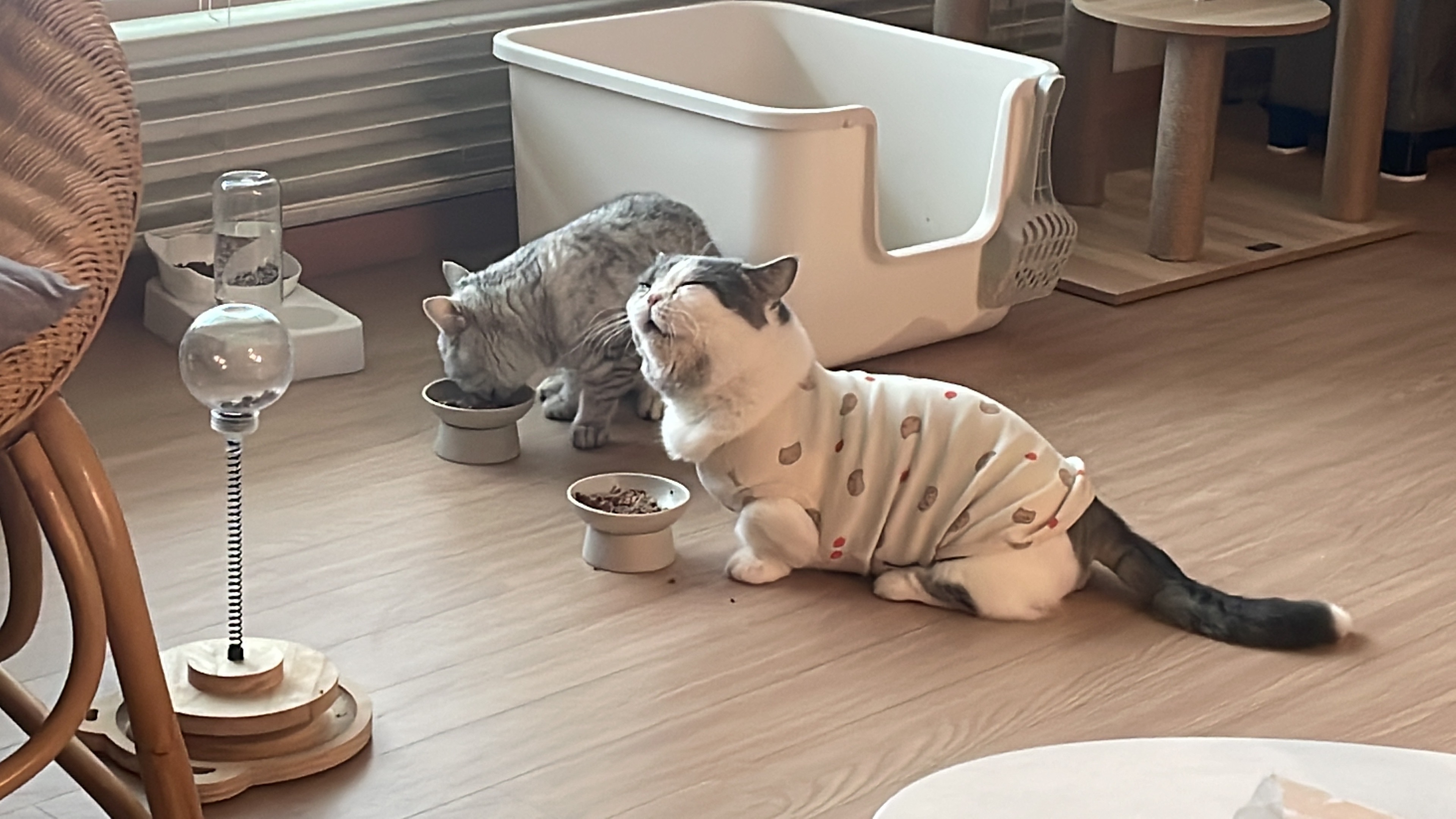 우리 뭉이  일상