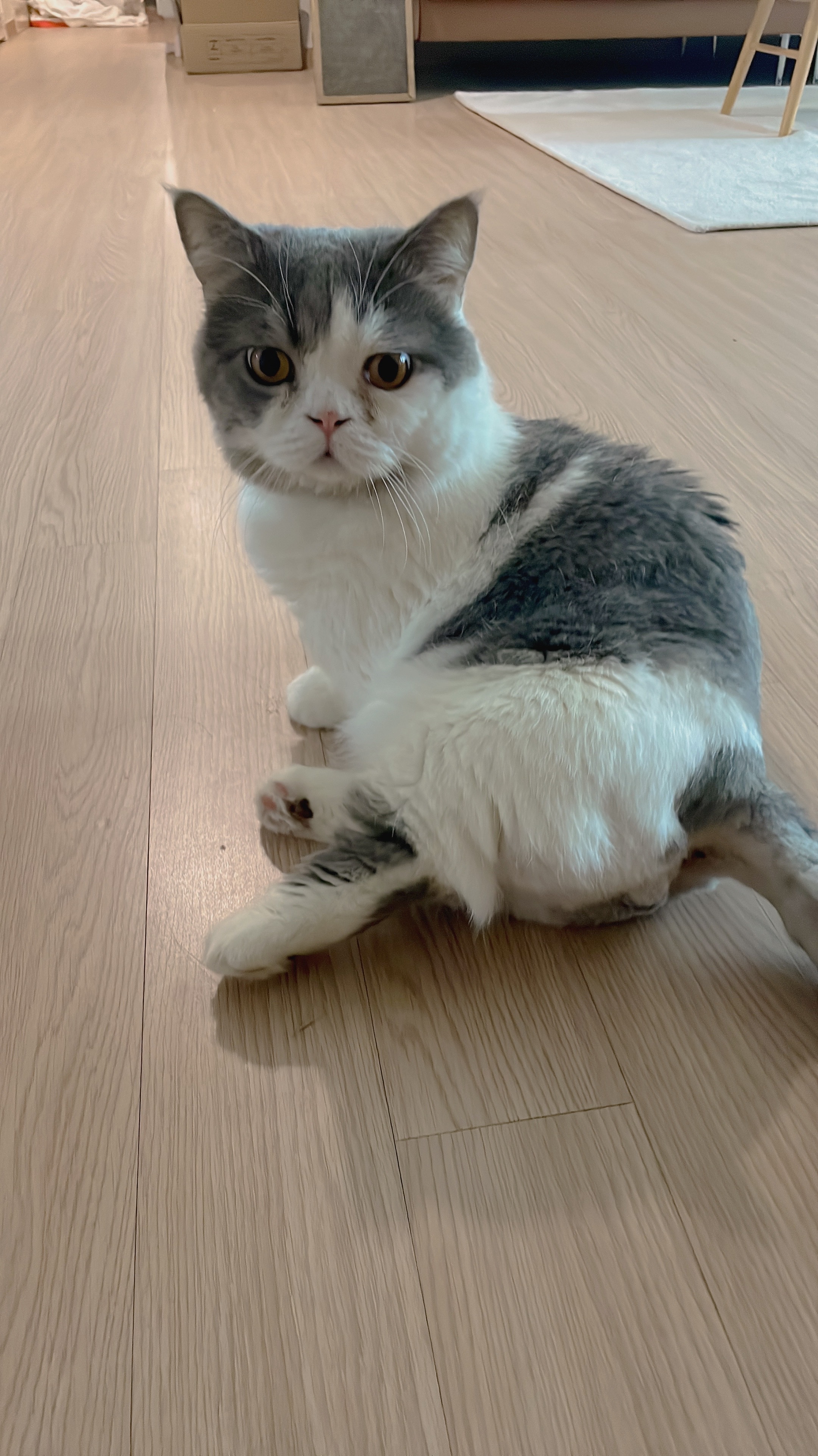 우리 뭉이  일상