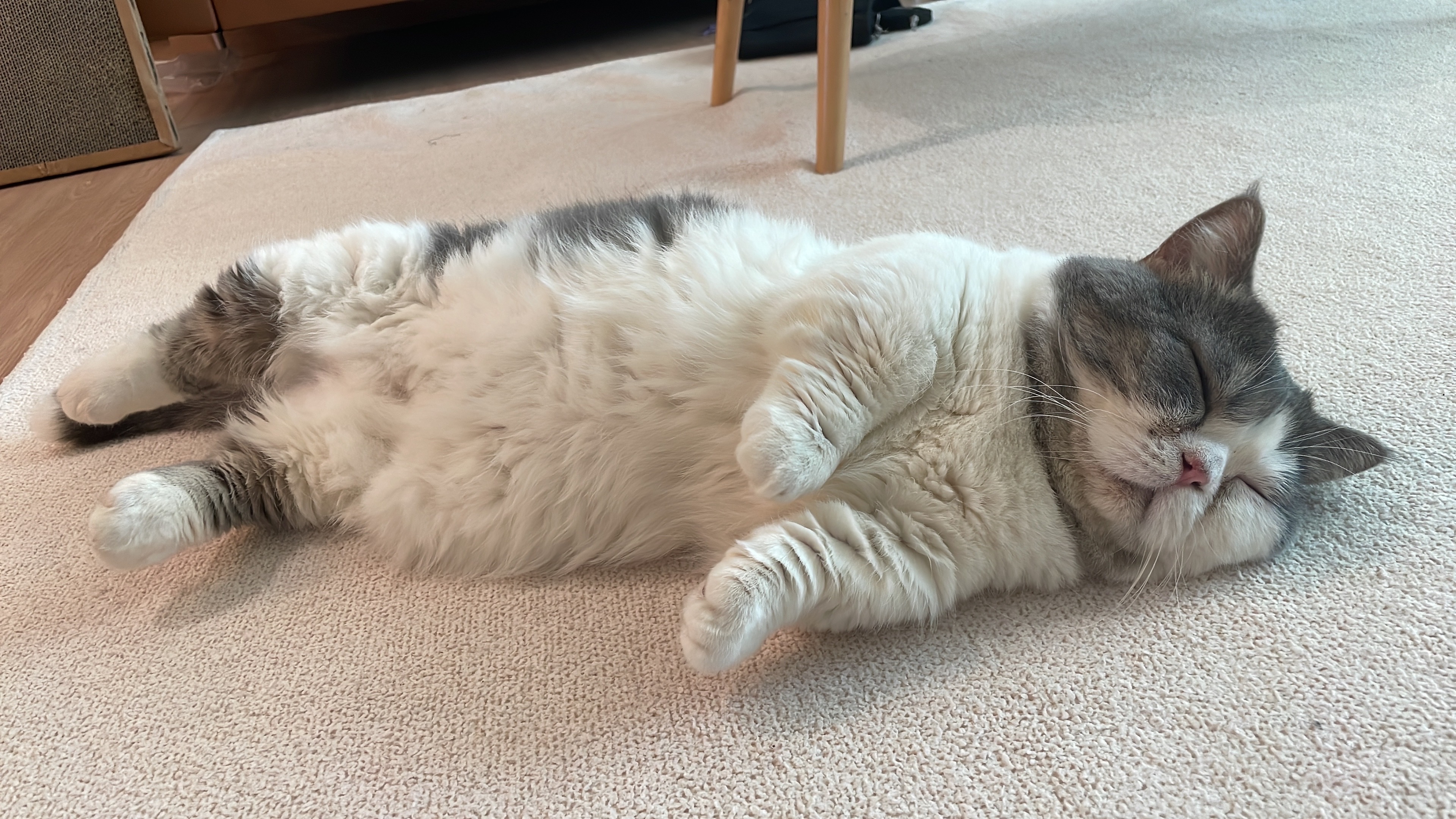 우리 뭉이  일상